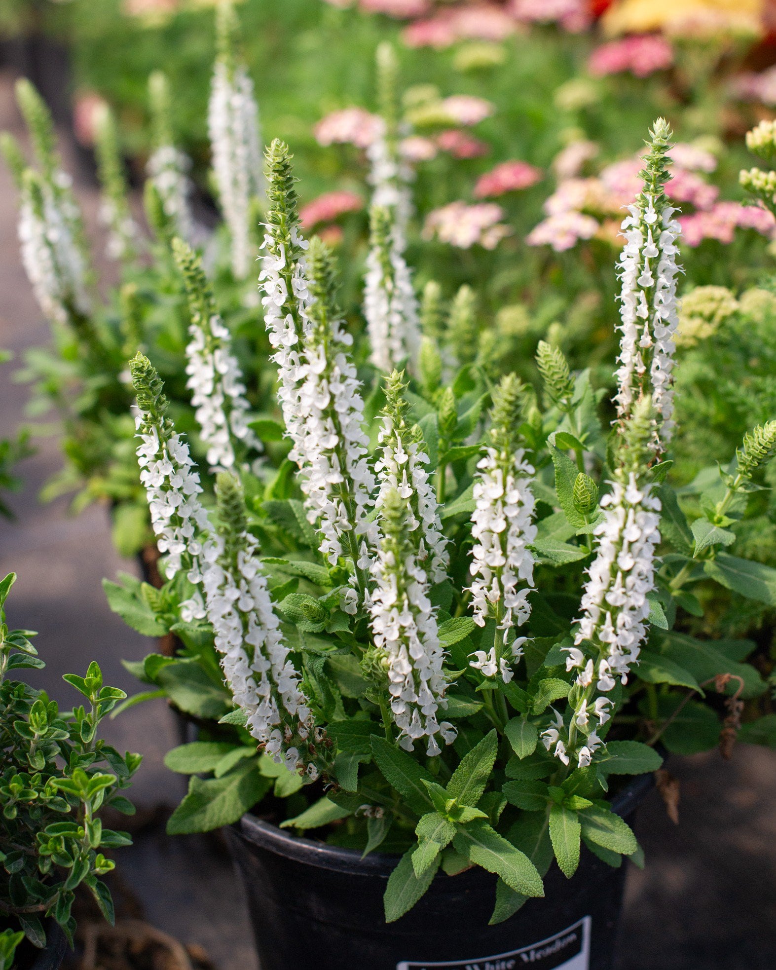 Apex White Meadow Salvia | Order Online | Treeland Nursery