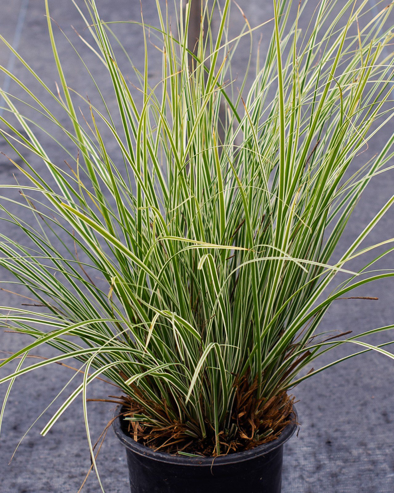 Everest EverColor Carex for Sale | Order Online | Treeland Nursery