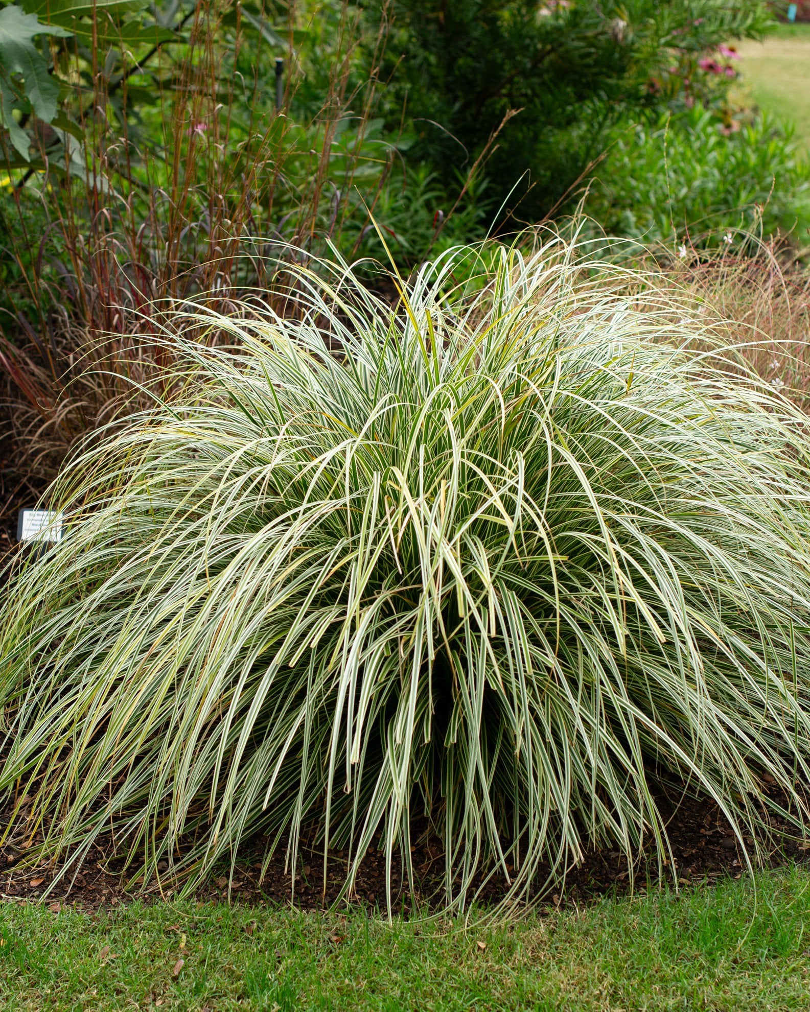Everest EverColor Carex for Sale | Order Online | Treeland Nursery