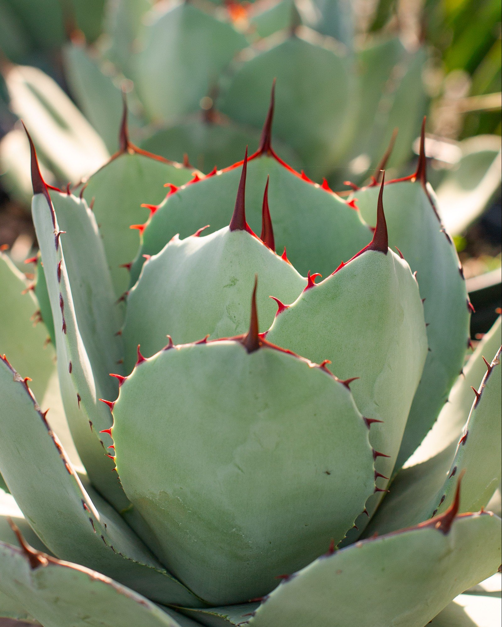 Agave Parryi Var. Truncata (Artichoke Agave) Starter Plant - Blue-Green Succulent - 2.5 To 4 Inches Wide