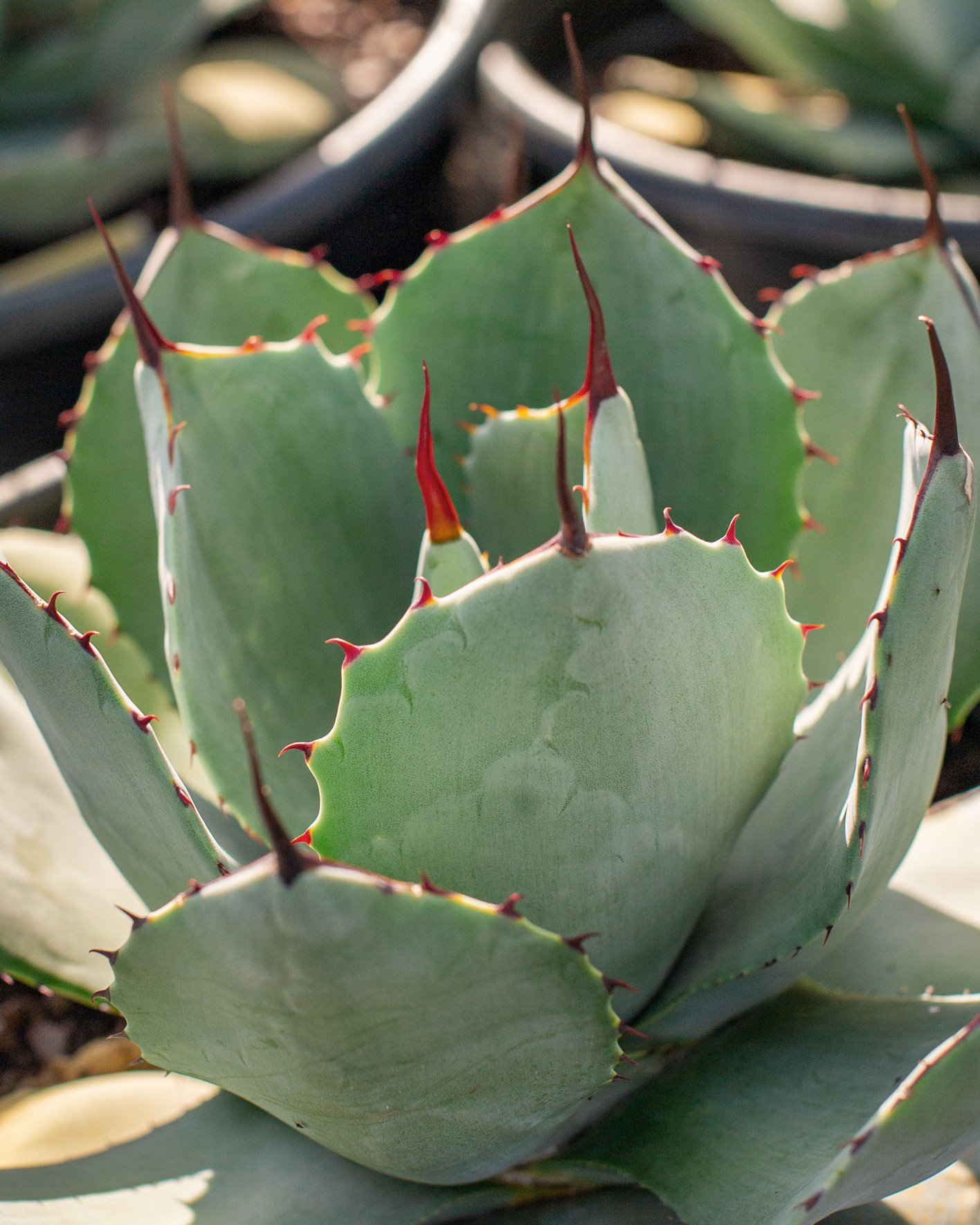 Sharkskin Agave | Order Online | Treeland Nursery