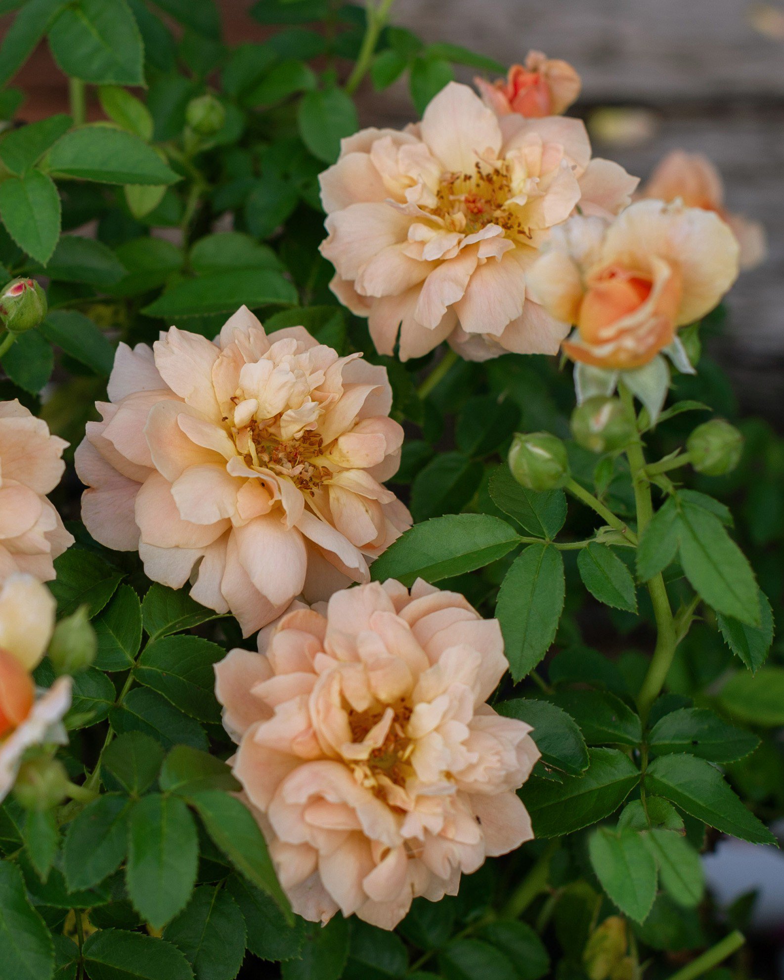rosemama(プロフ読んで下さいね)です。 At Last Rose | Order Online | Treeland Nursery
