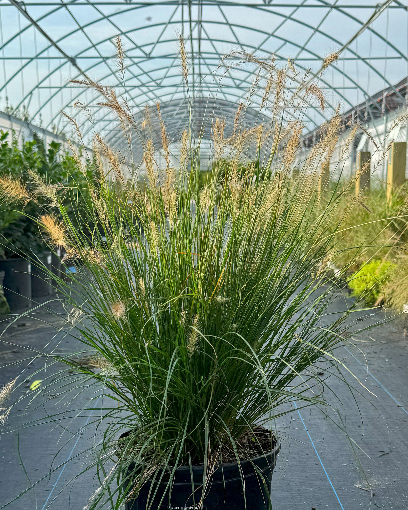 Hameln Dwarf Fountain Grass