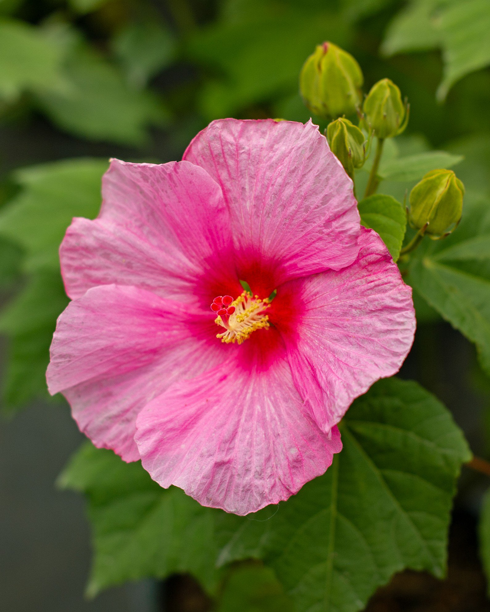 【pink hawaii】 Big Hit Pink Hibiscus | Order Online | Treeland Nursery