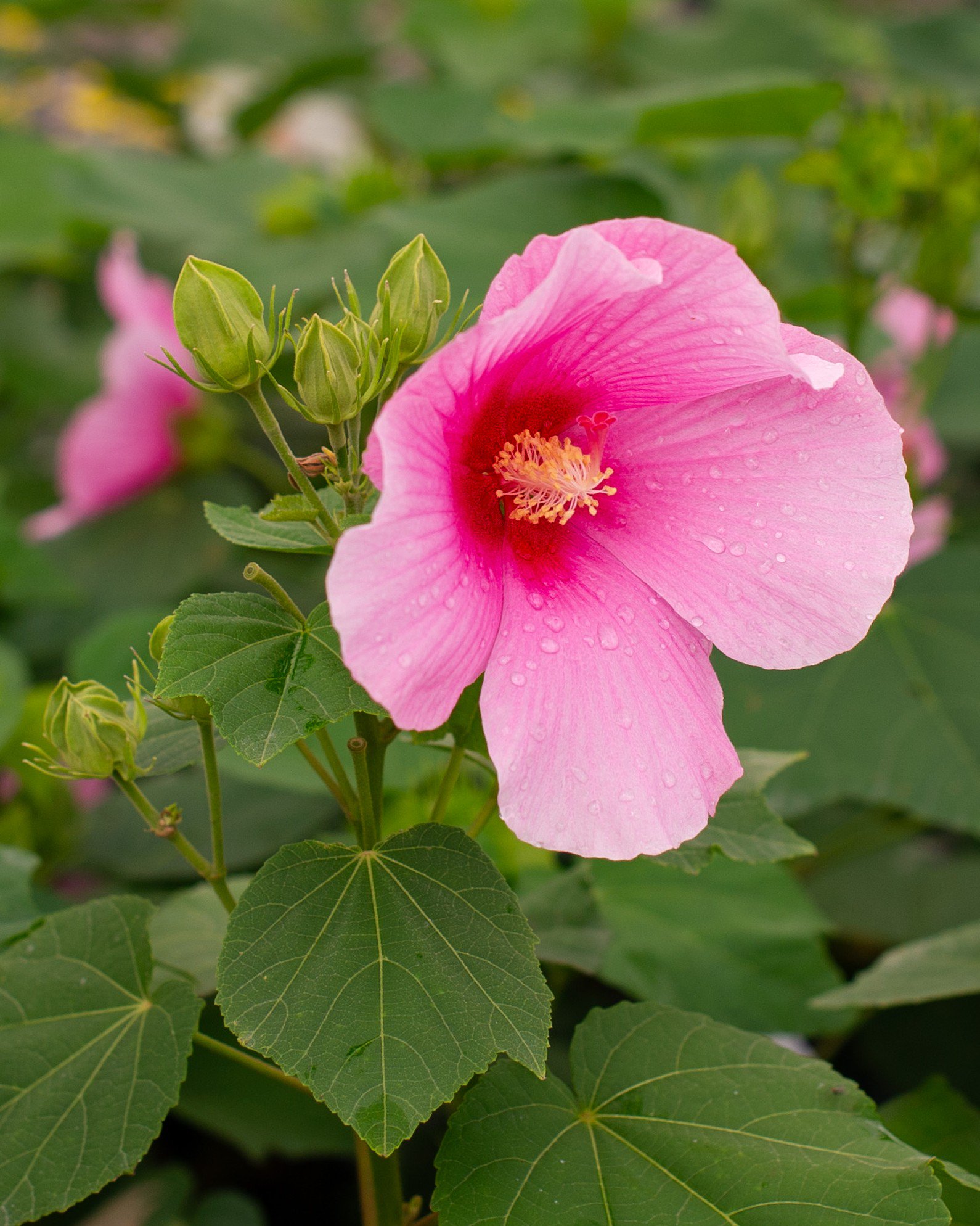Big Hit Pink Hibiscus | Order Online | Treeland Nursery