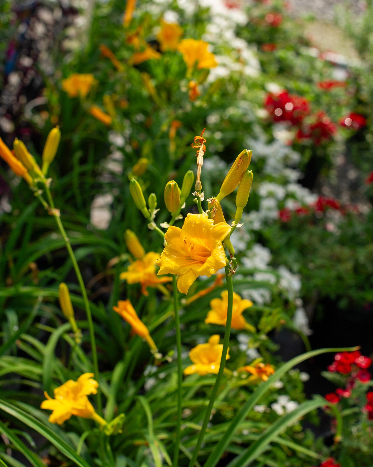 Monterrey Jack Daylily | Order Online | Treeland Nursery