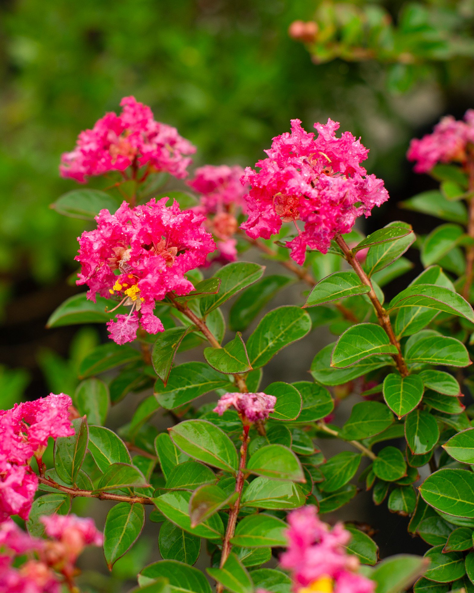 Pocomoke Crape Myrtle | Order Online | Treeland Nursery