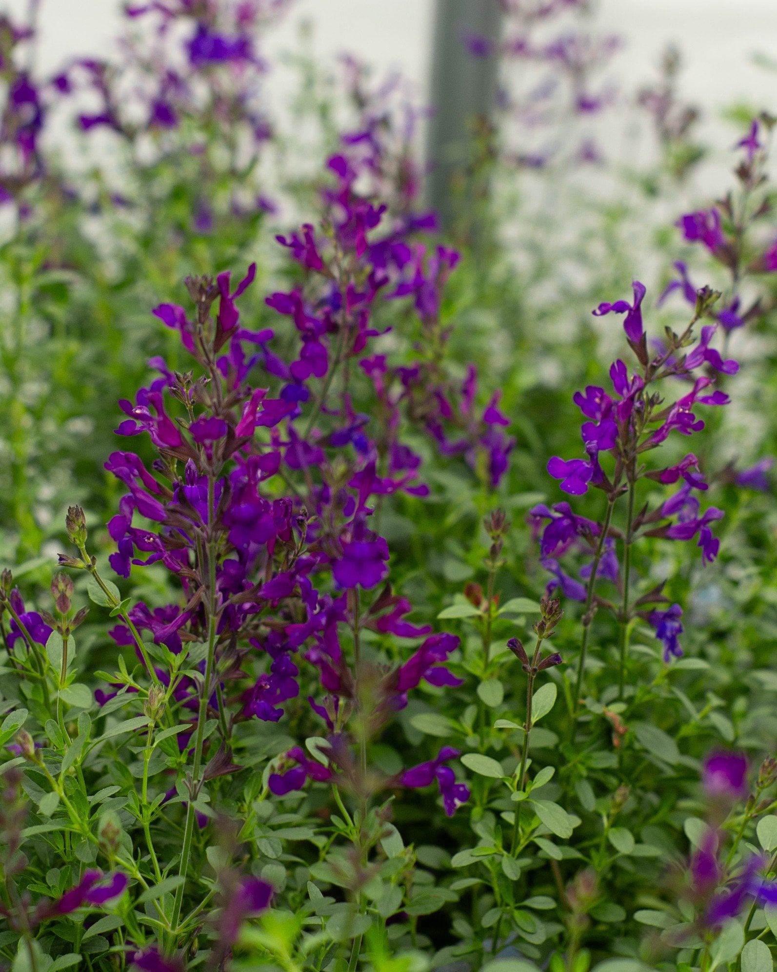Violet Profusion Salvia | Order Online | Treeland Nursery