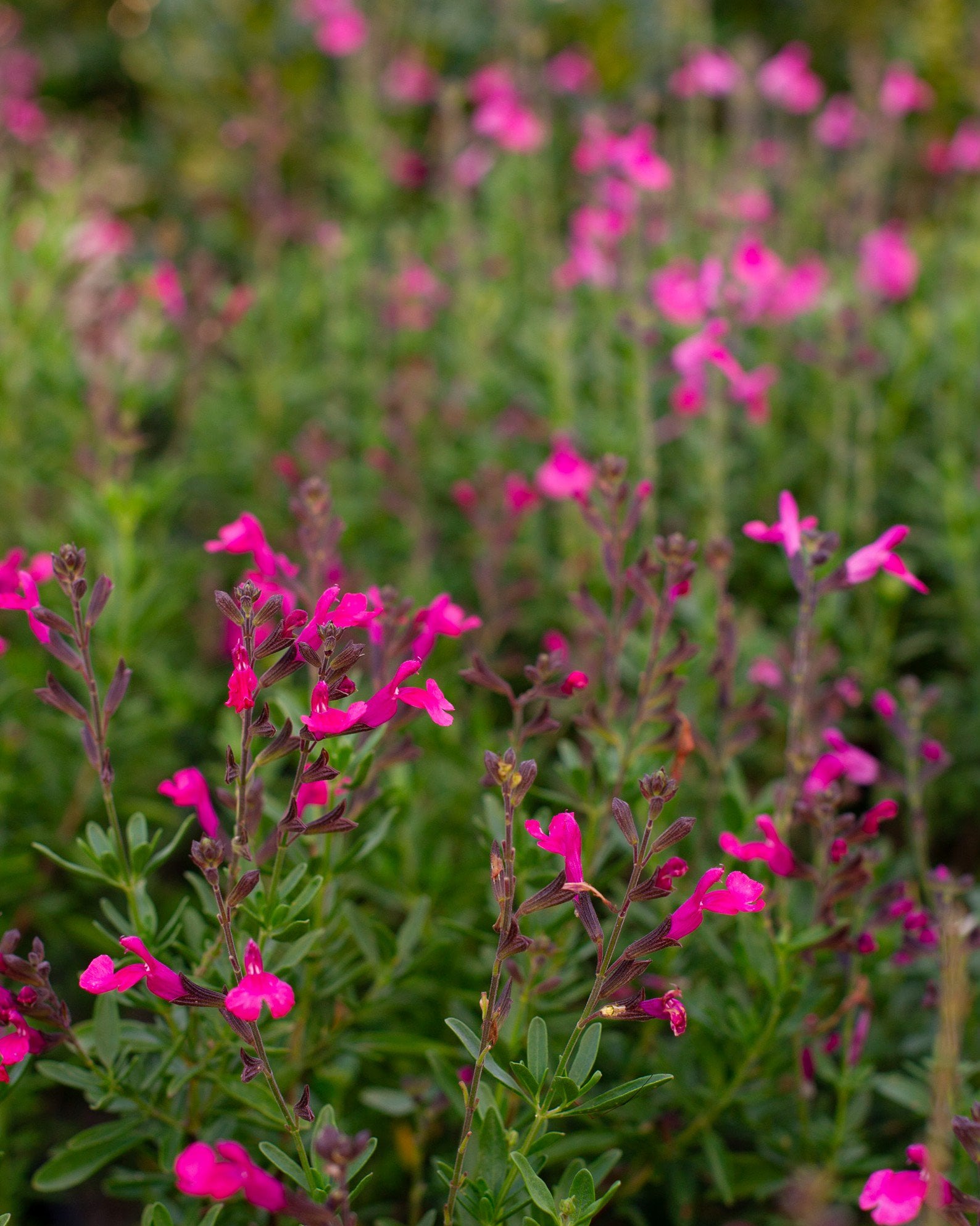 Mirage Hot Pink Salvia Greggii | Treeland Nursery