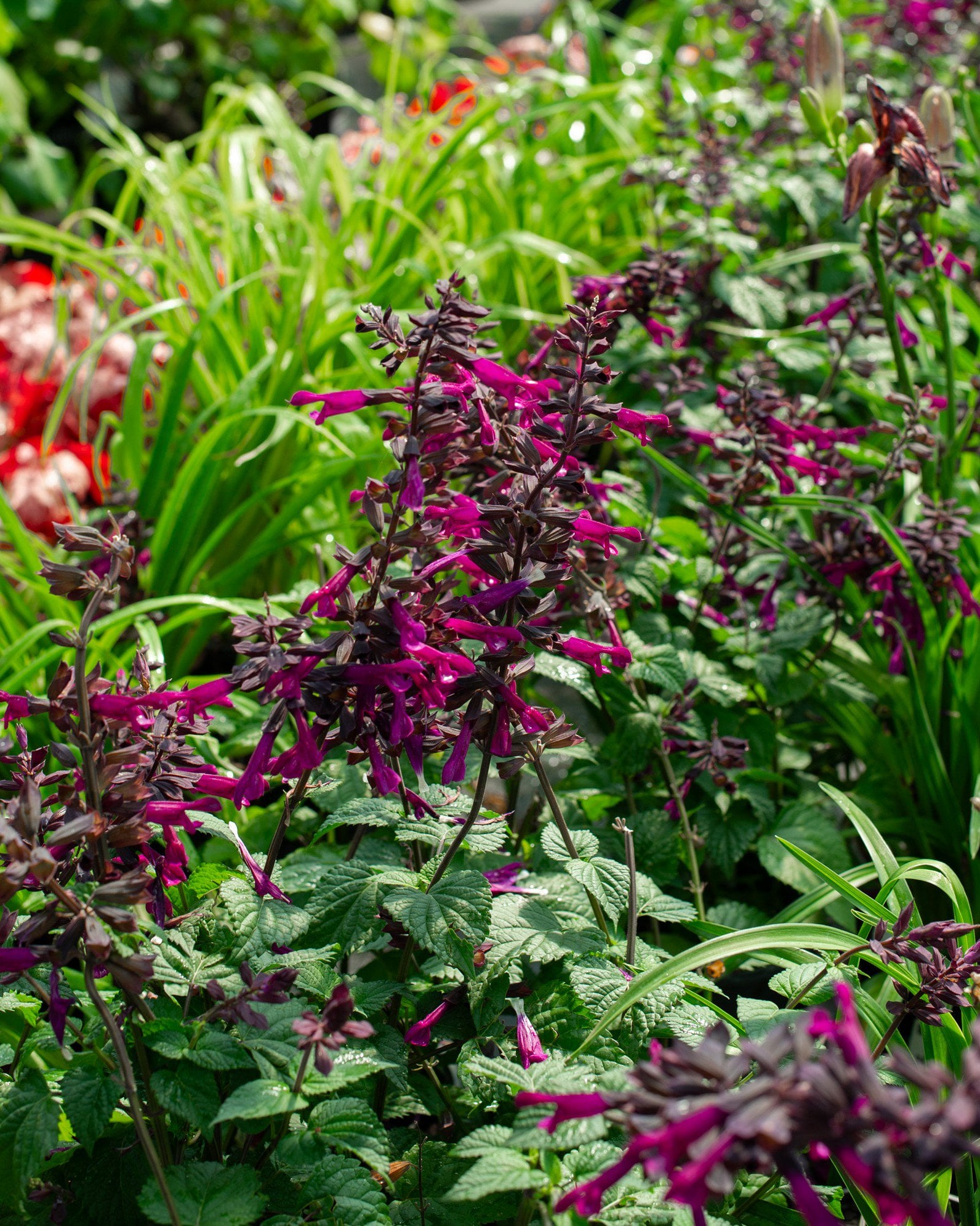 Arctic Blaze Purple Salvia | Treeland Nursery