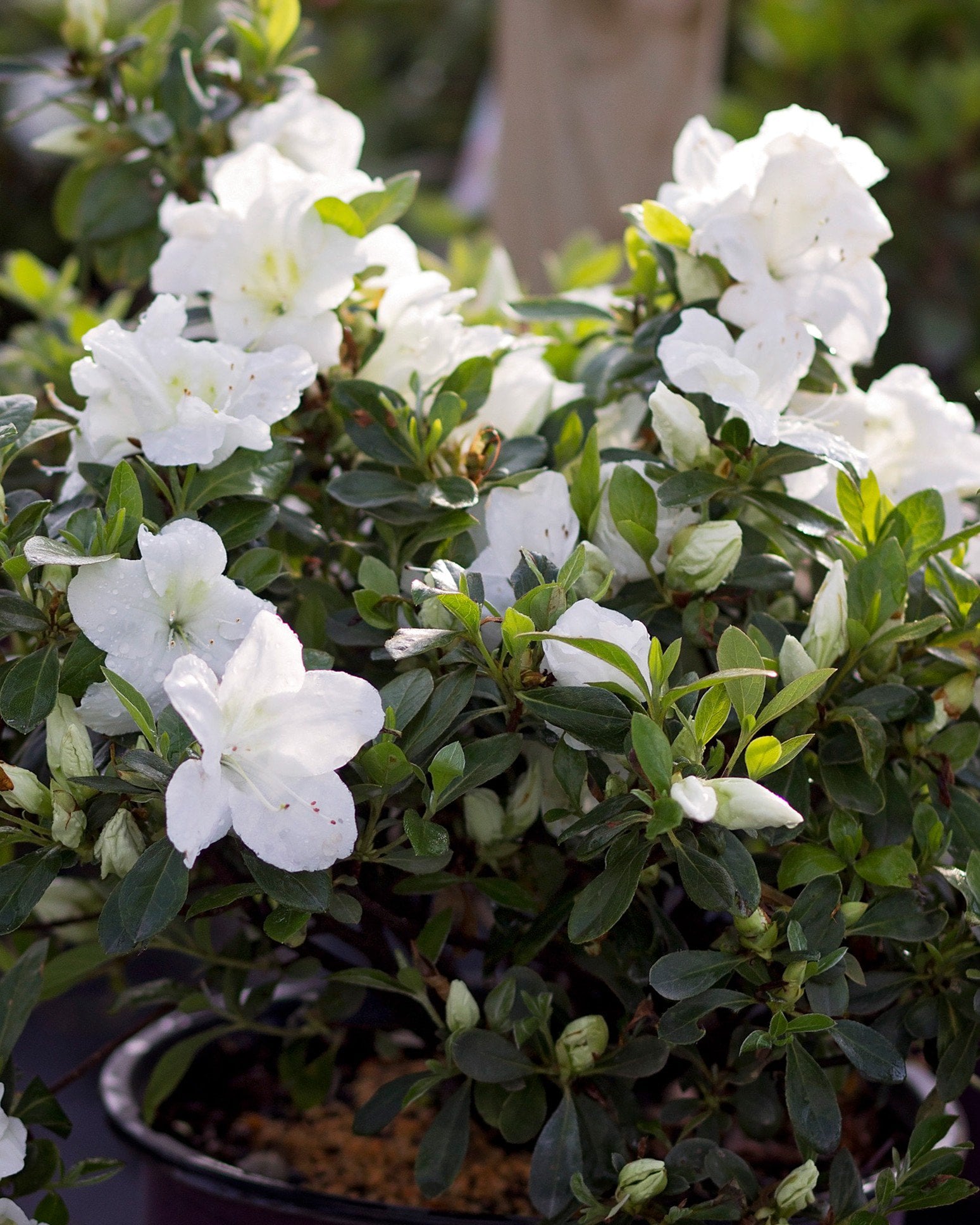 Encore Azalea Autumn Angel | Order Online | Treeland Nursery