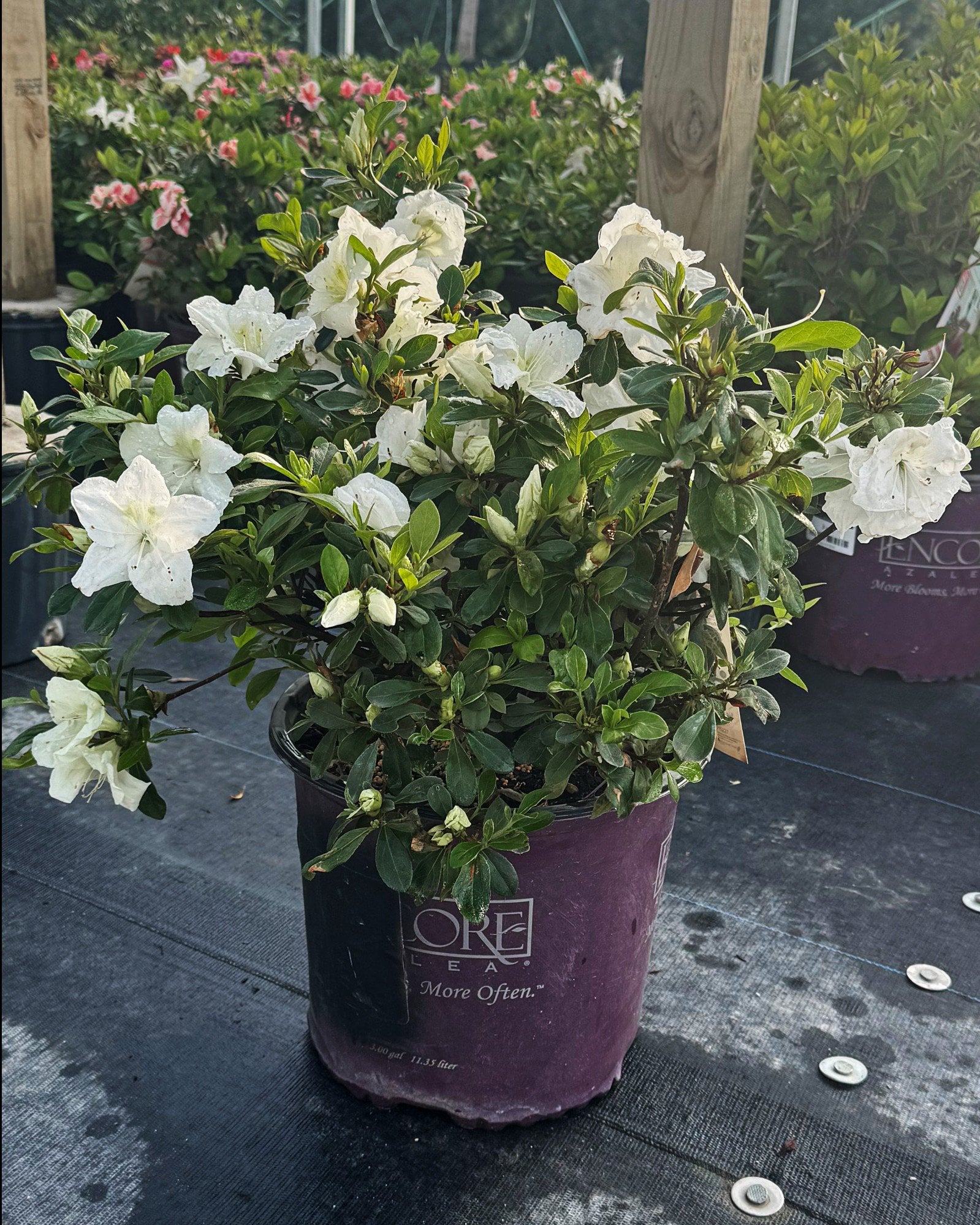 Encore Azalea Autumn Angel | Order Online | Treeland Nursery