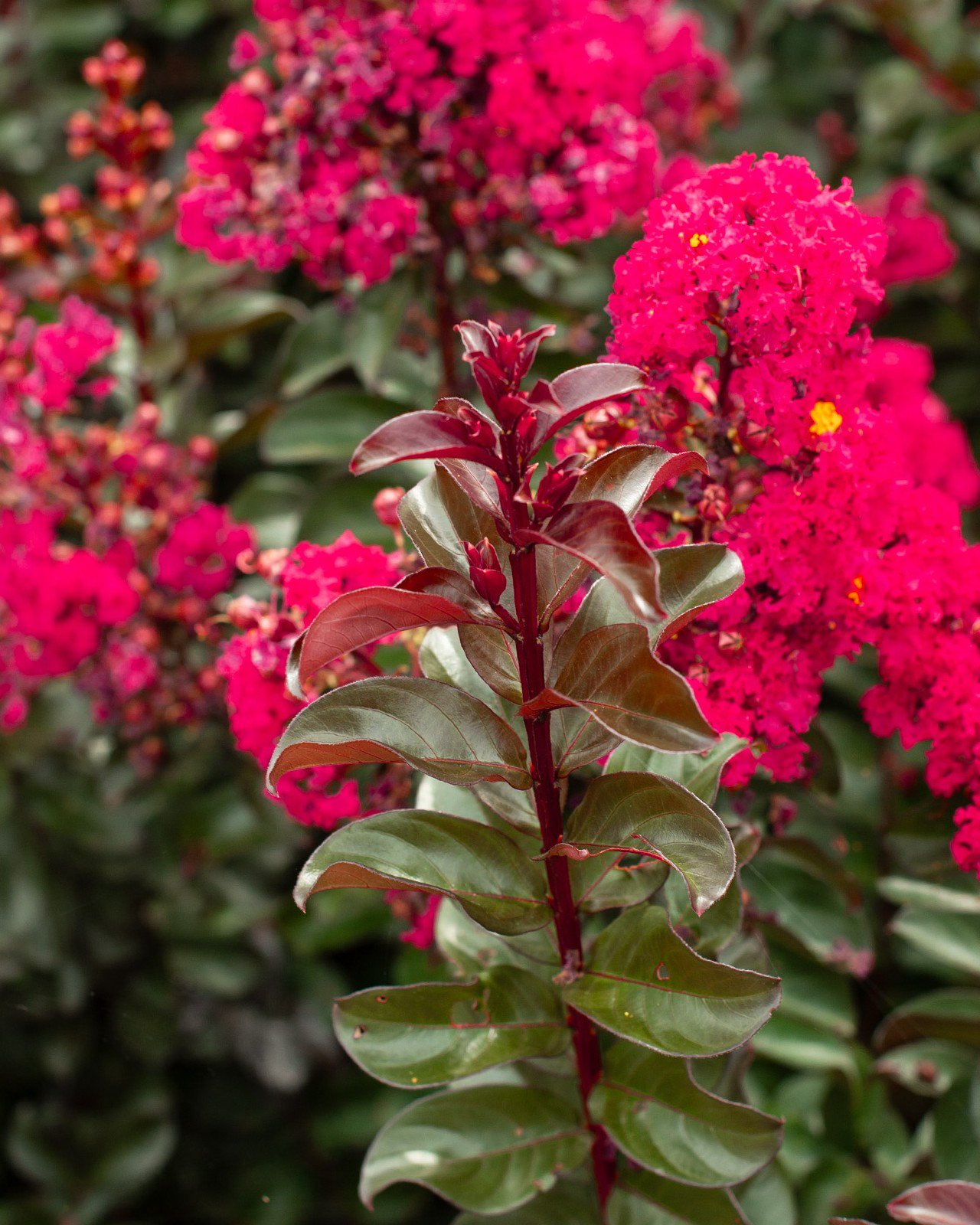 Cherry Mocha Crape Myrtle | Order Online | Treeland Nursery