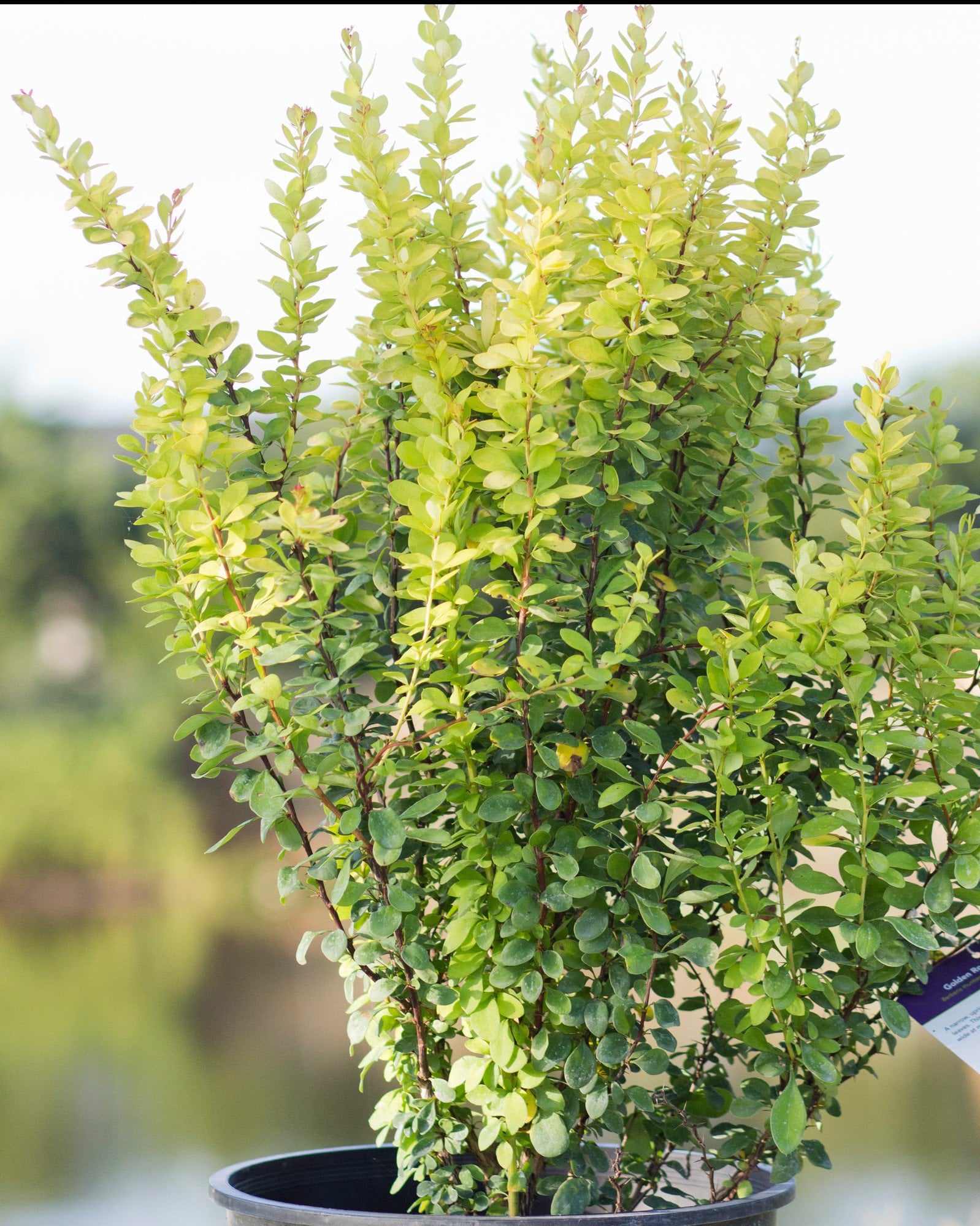 Golden Rocket Barberry | Order Online | Treeland Nursery