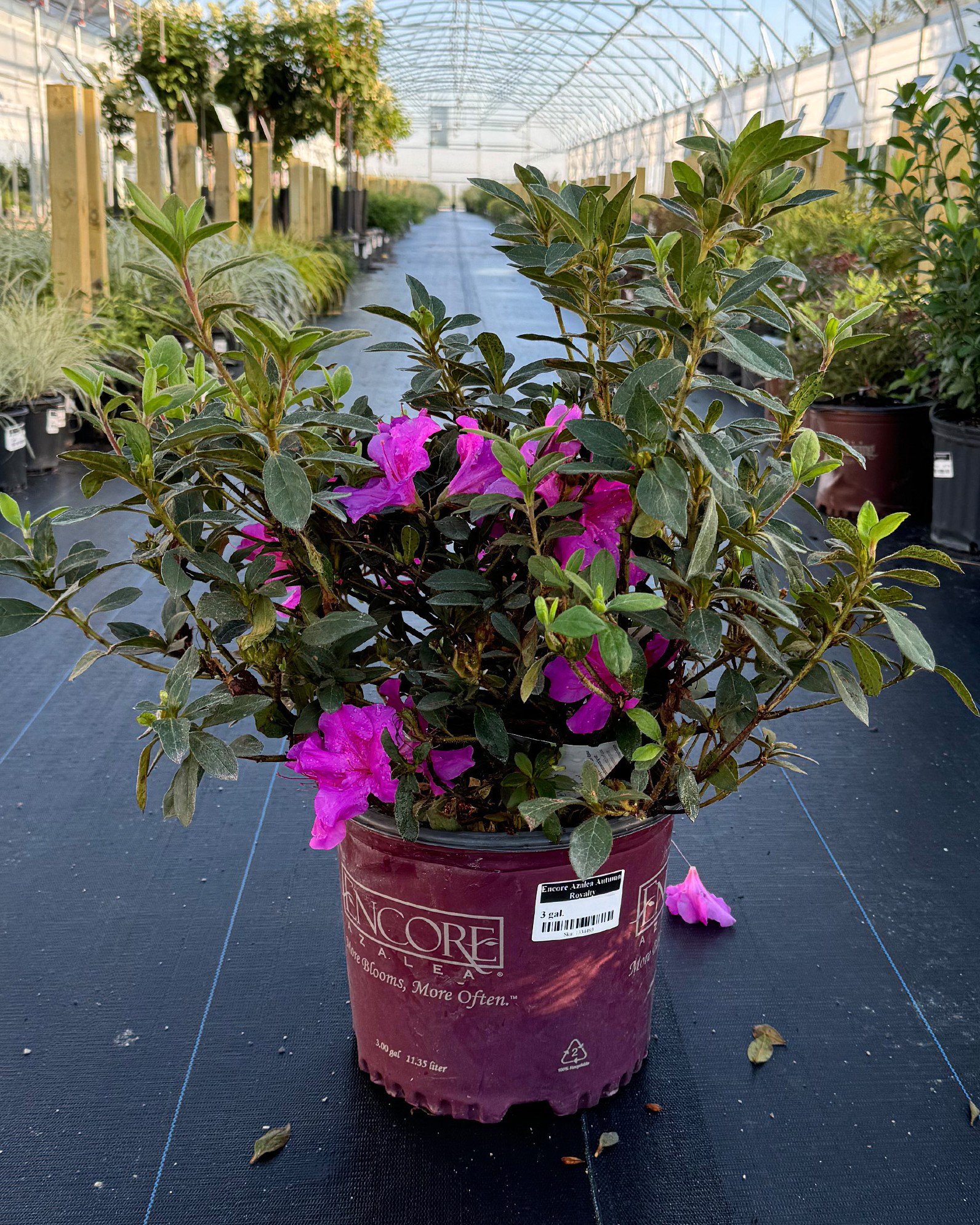 Encore Azalea Autumn Royalty | Treeland Nursery