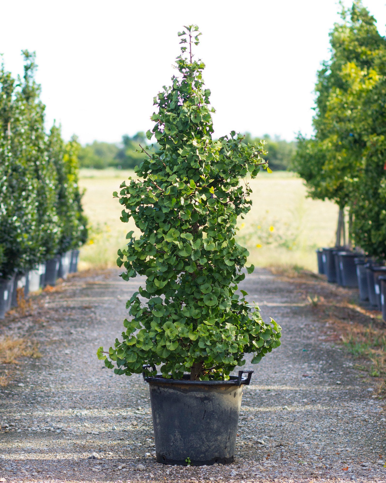 Gnome Ginkgo | Order Online | Treeland Nursery