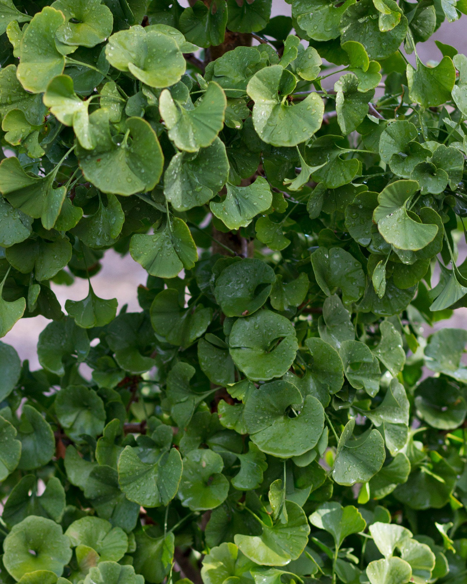 Gnome Ginkgo | Order Online | Treeland Nursery