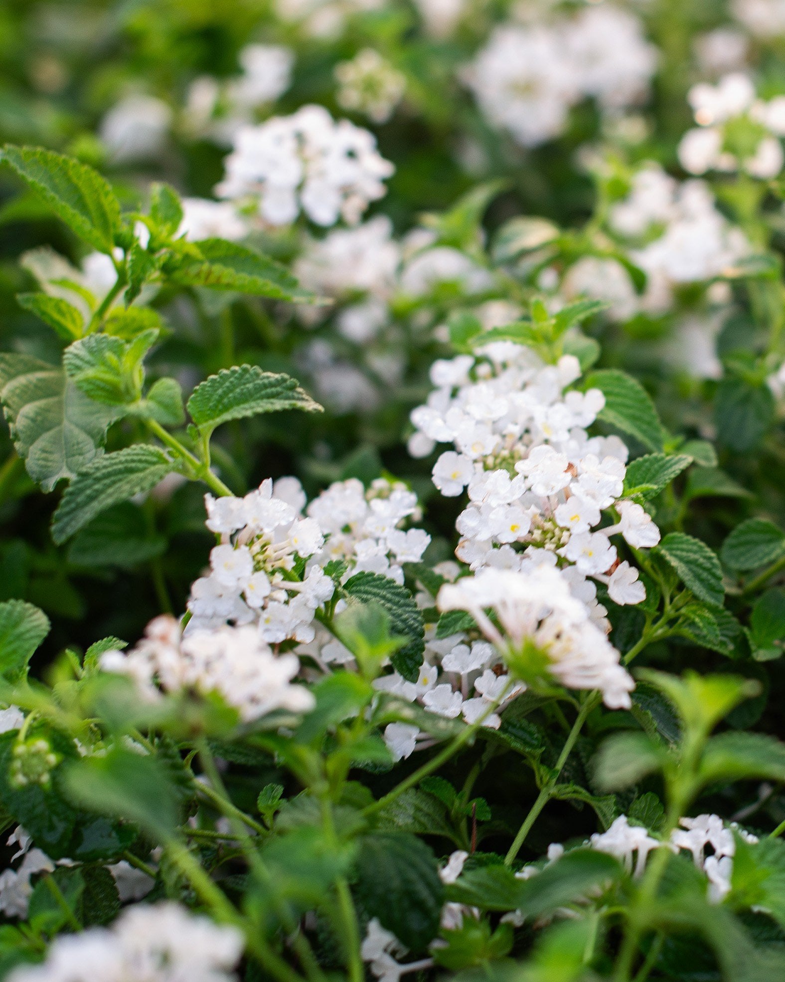 Cora XDR Cascade White Vinca | Order Online | Treeland Nursery