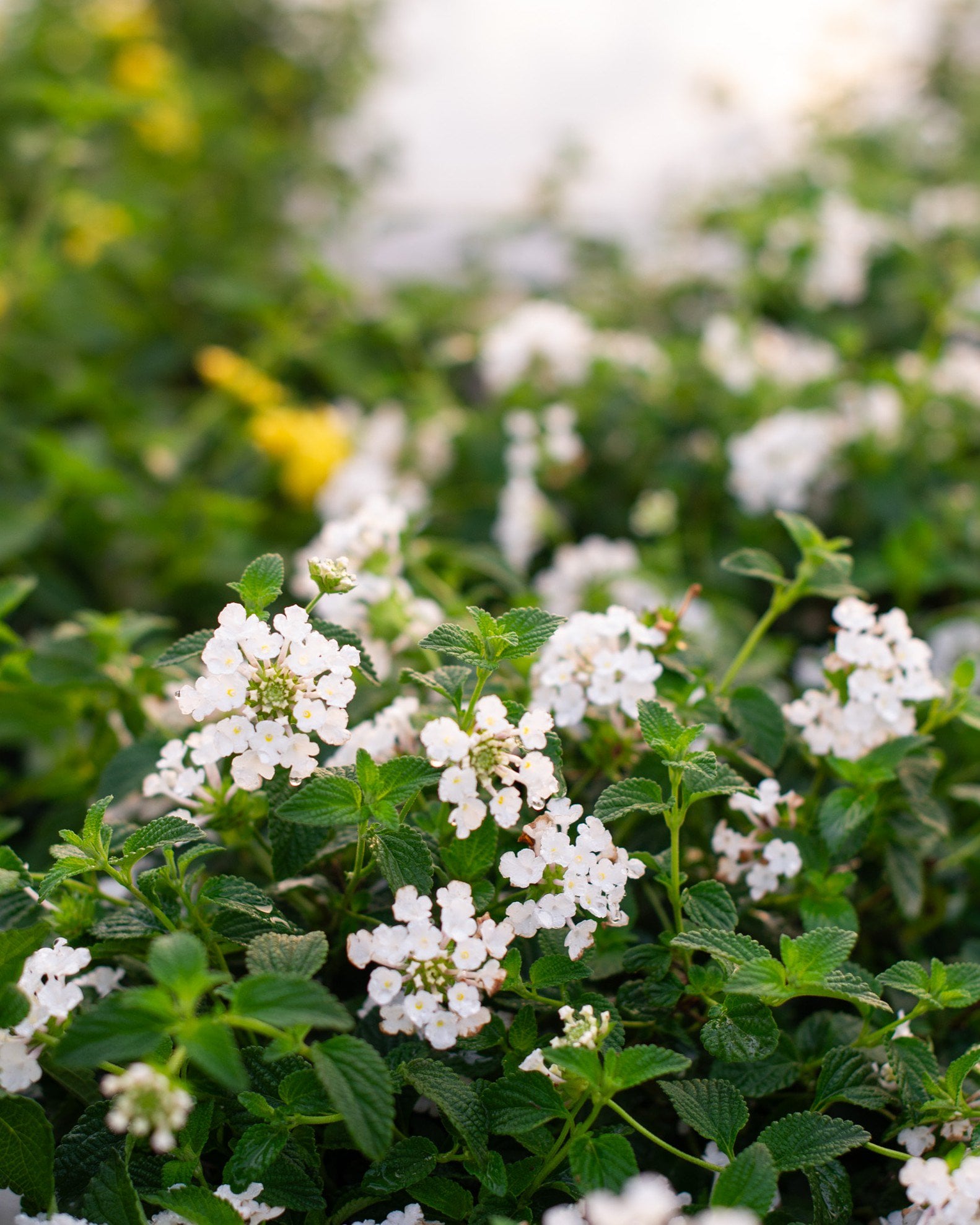 White Dwarf Ruellia | Order Online | Treeland Nursery