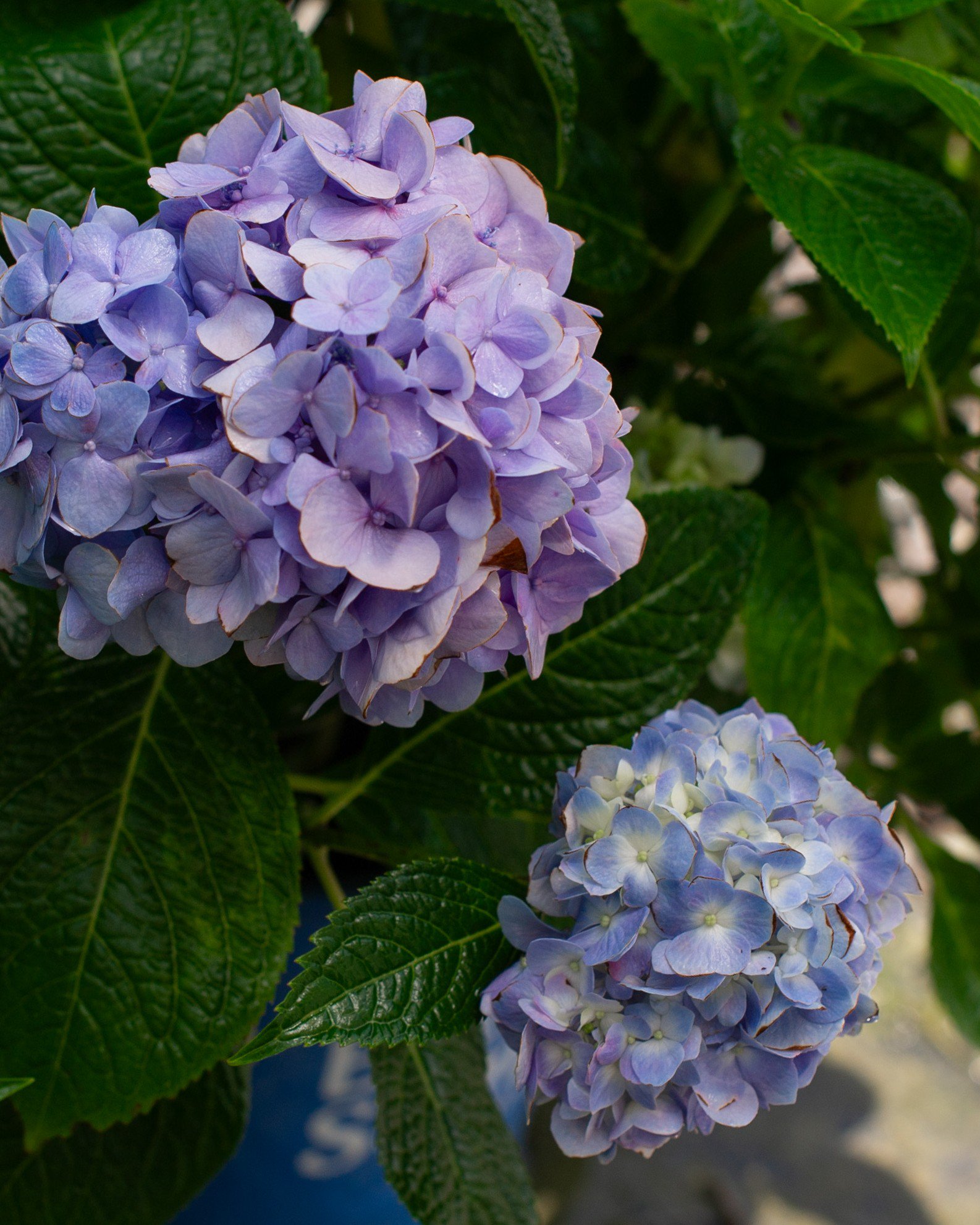 Hydrangea The Original | Order Online | Treeland Nursery