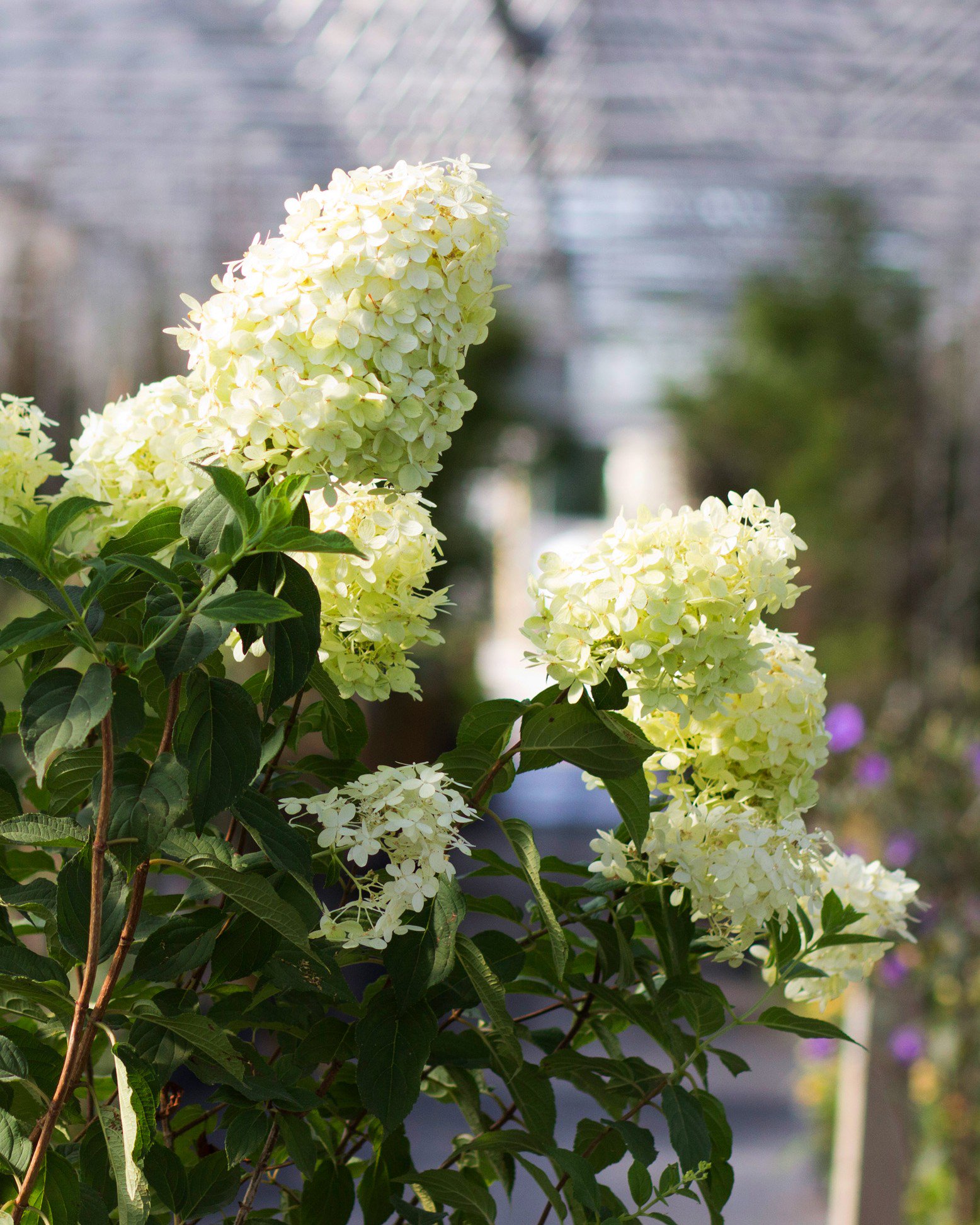 Limelight Hydrangea Shrub Tree Form