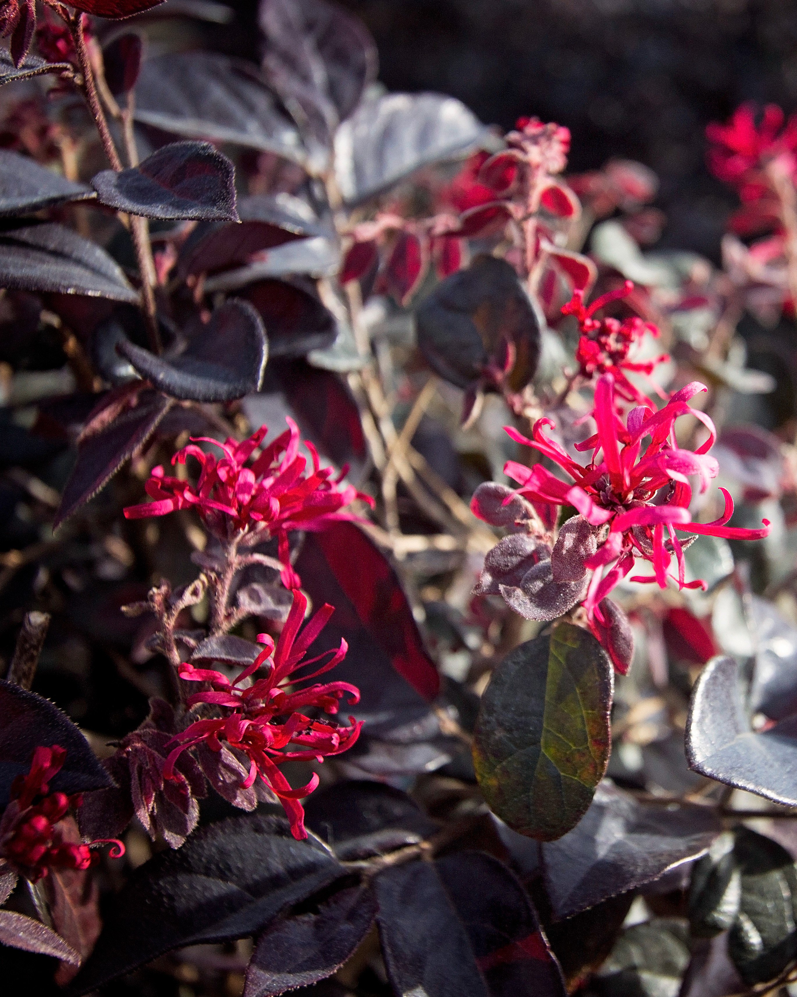 Ever Red Mini Ever Red Mini Loropetalum Size