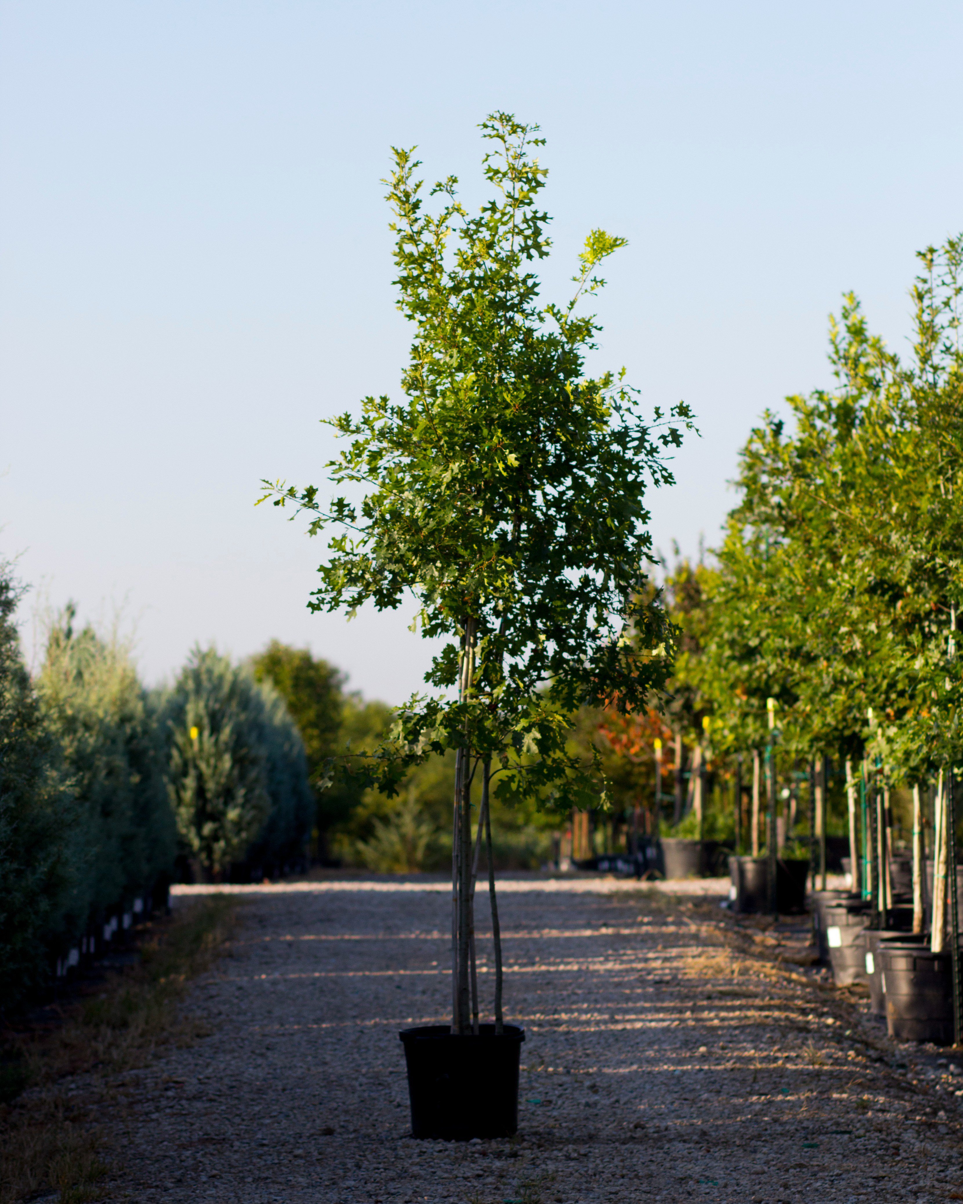 Shumard Red Oak Multi-Trunk | Order Online | Treeland Nursery