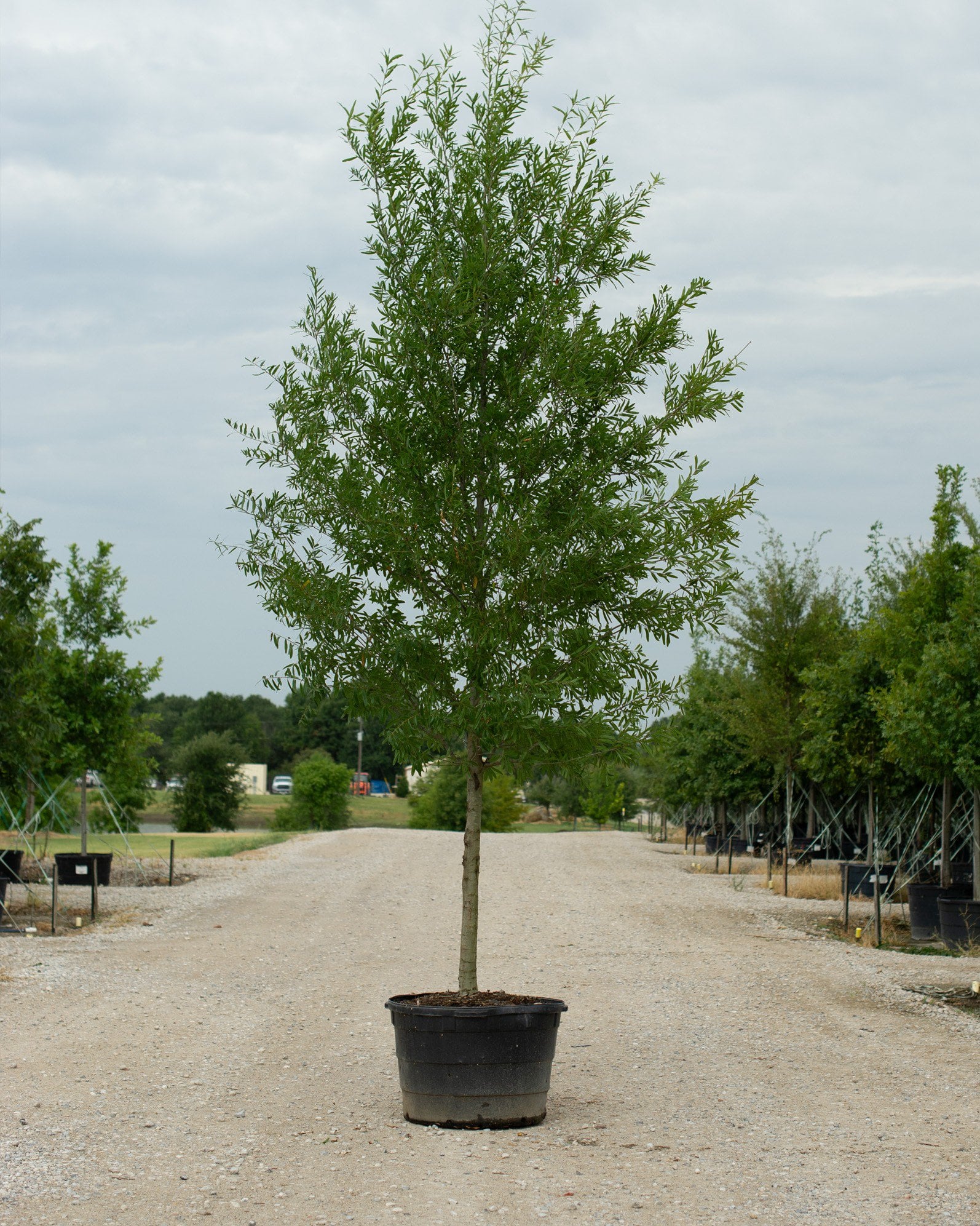 Shumard Red Oak Multi-Trunk | Order Online | Treeland Nursery