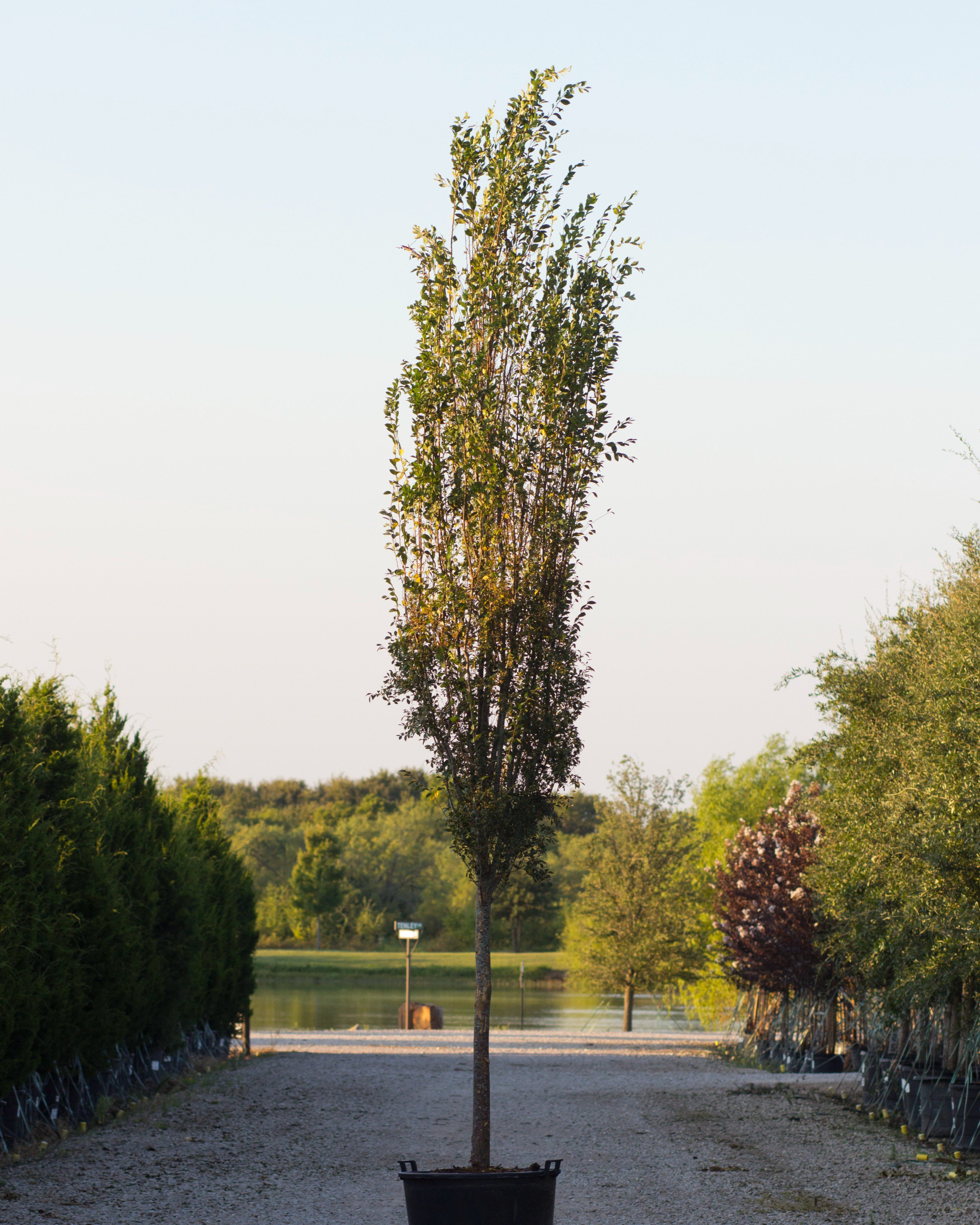 Everclear Elm | Order Online | Treeland Nursery Everclear Elm | Order Online | Treeland Nursery