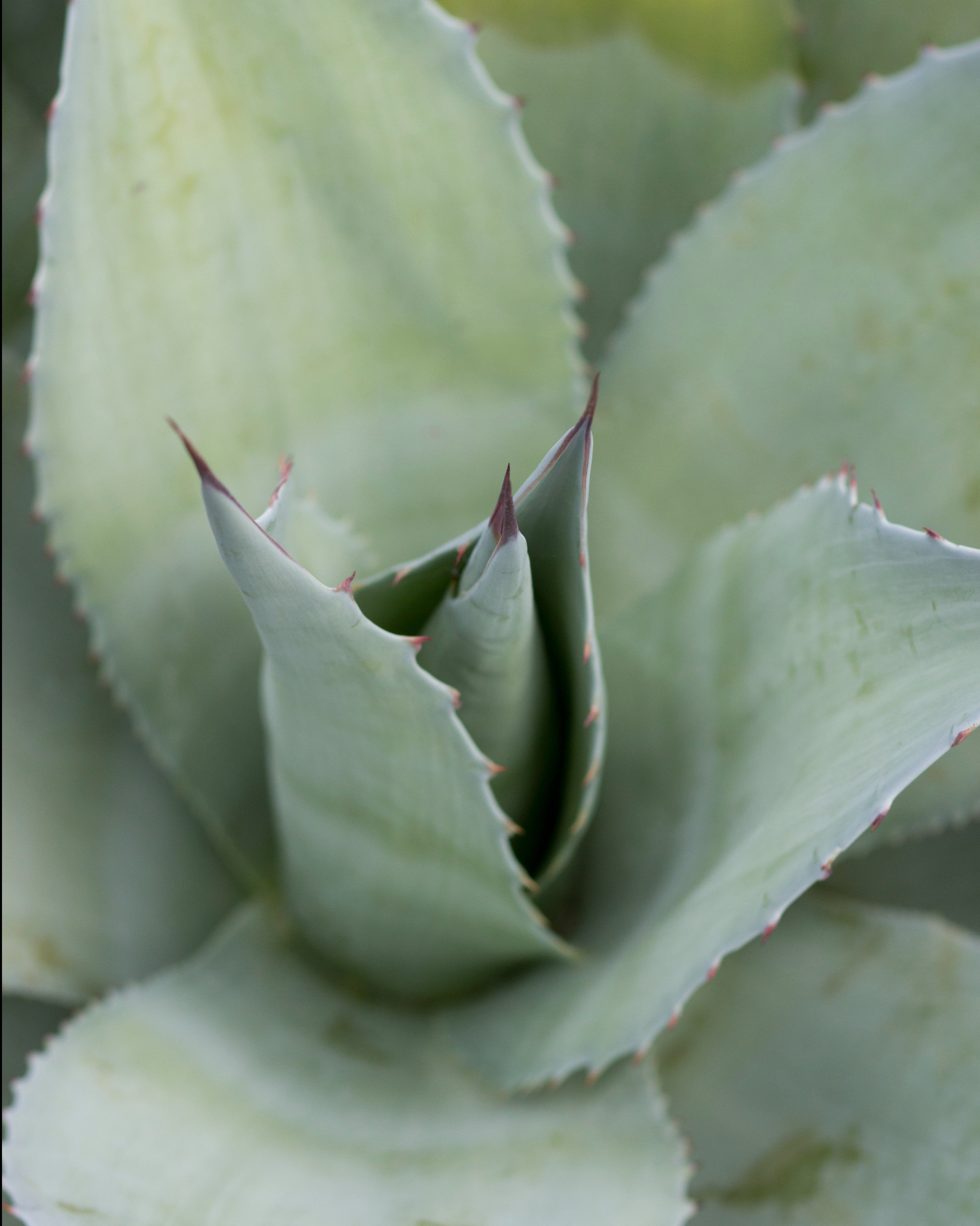 Vanzie Agave | Order Online | Treeland Nursery