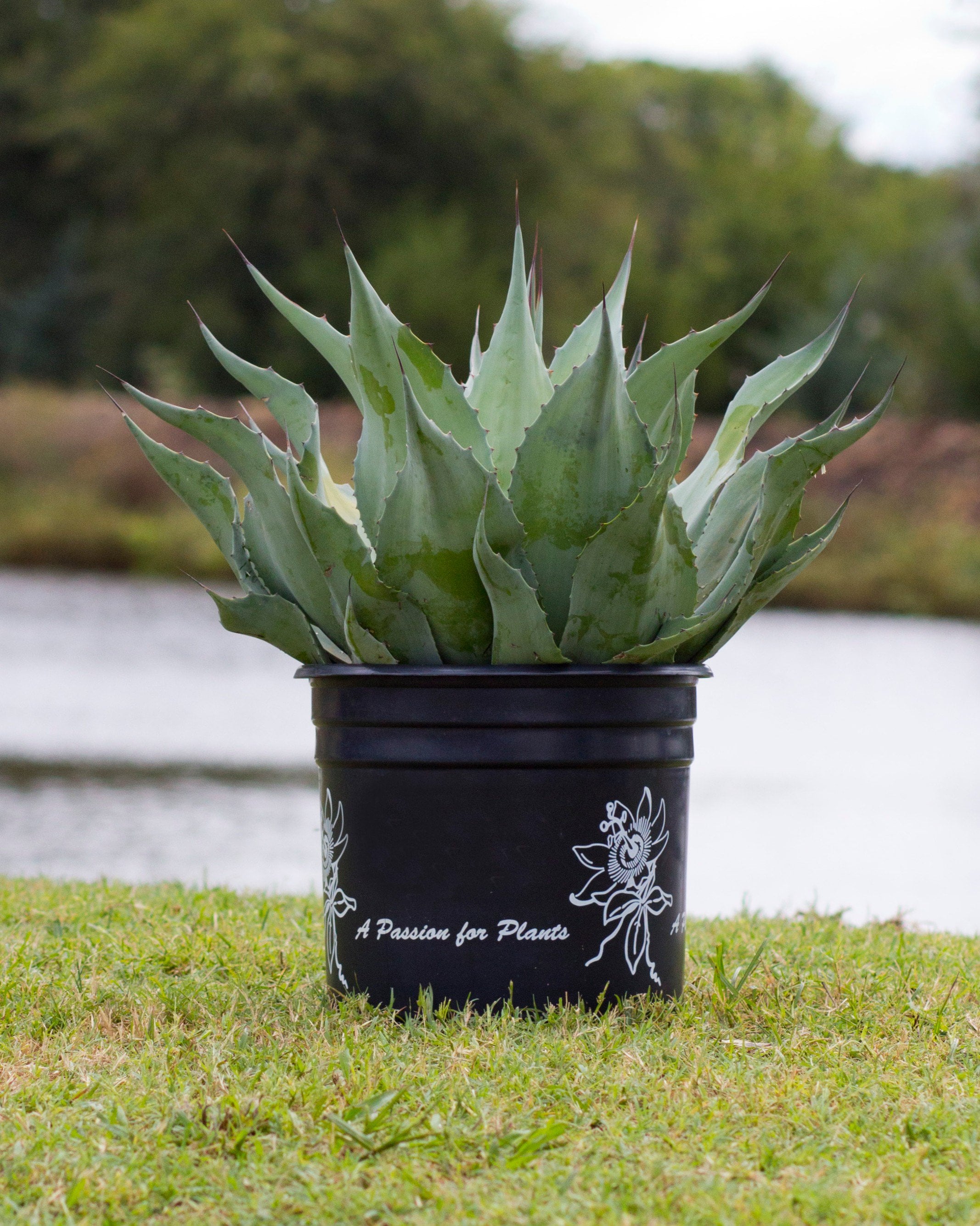 Vanzie Agave | Order Online | Treeland Nursery
