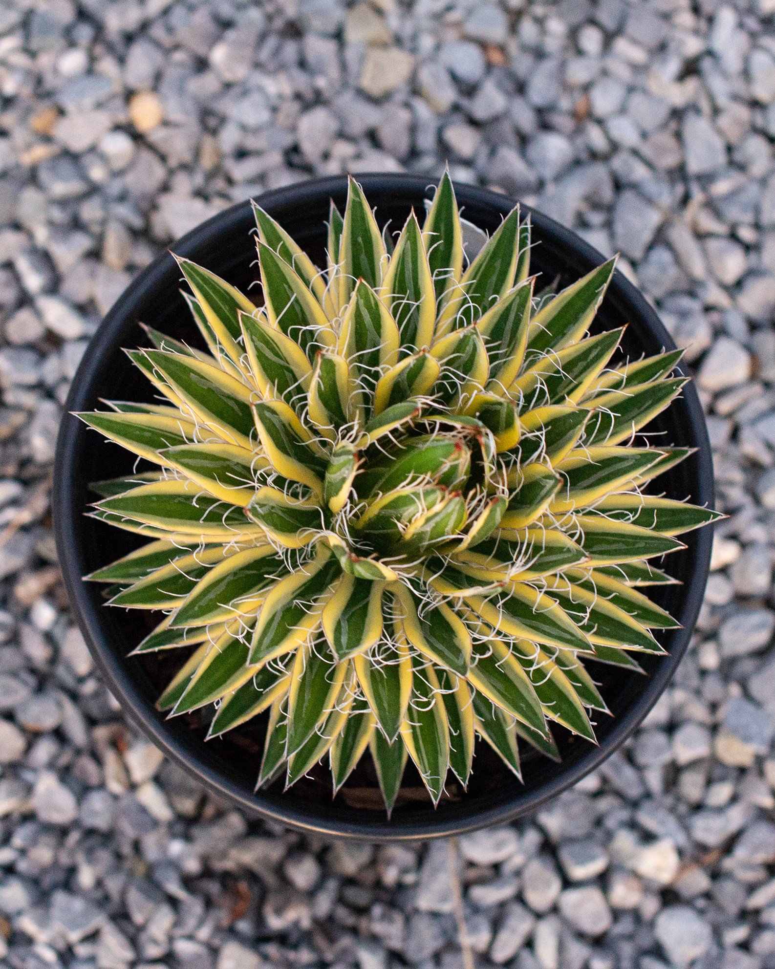 Royal Flush Agave | Order Online | Treeland Nursery