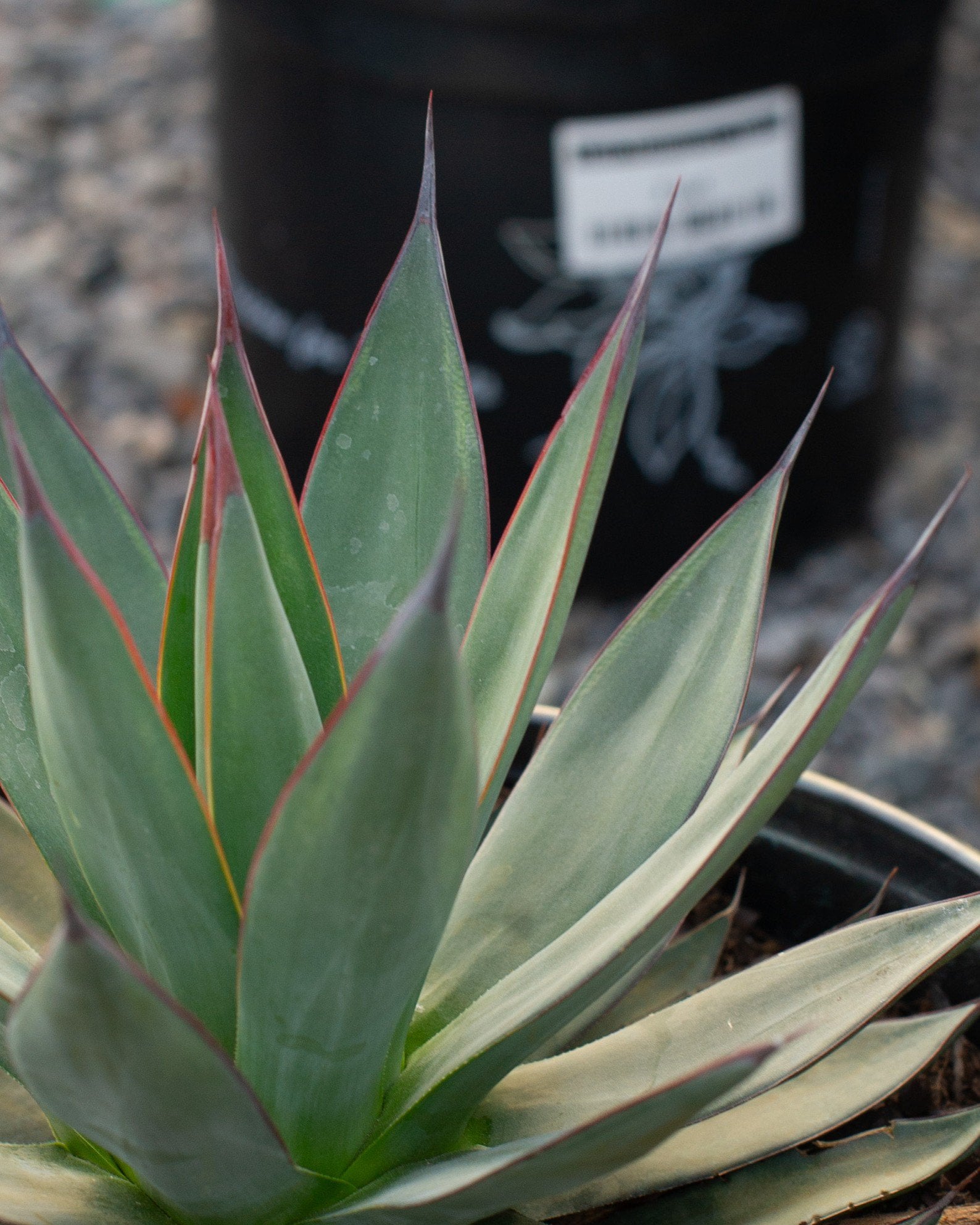 Green Goblet Agave | Order Online | Treeland Nursery