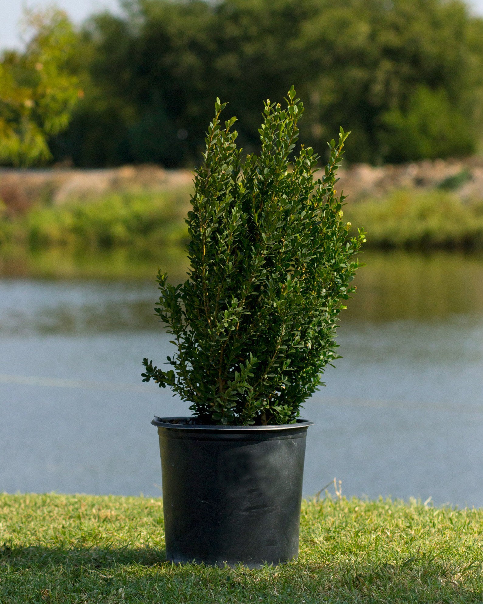 Sprinter Boxwood | Order Online | Treeland Nursery