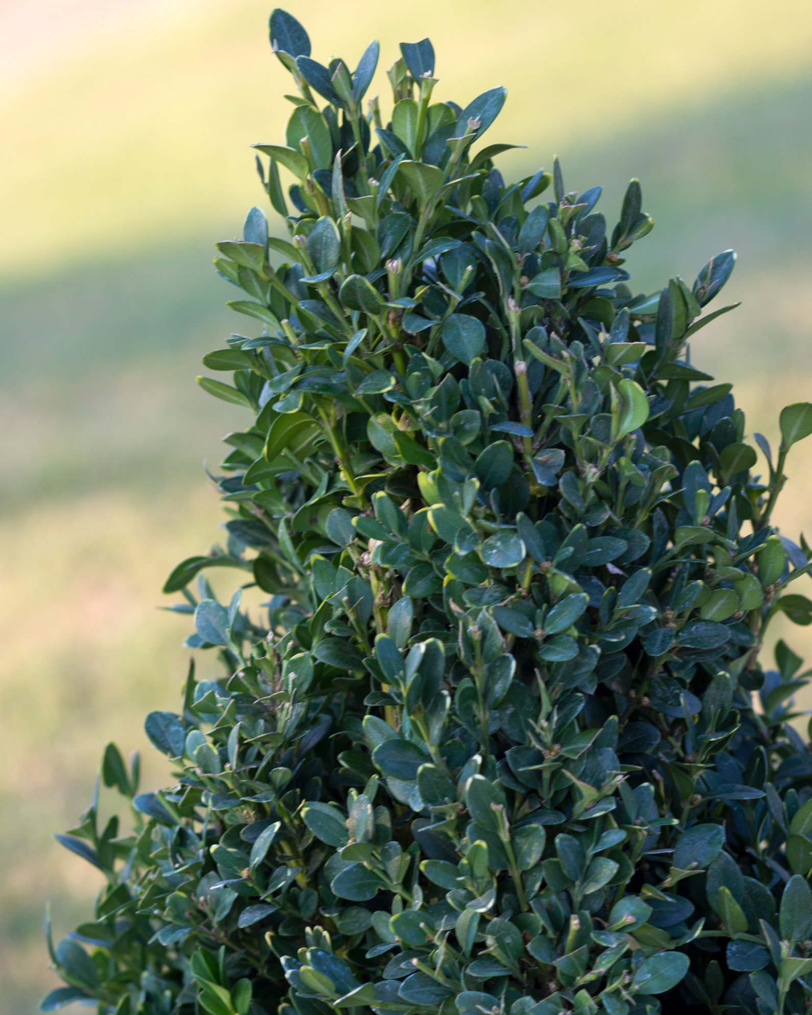 Green Mountain Boxwood Cone | Order Online | Treeland Nursery