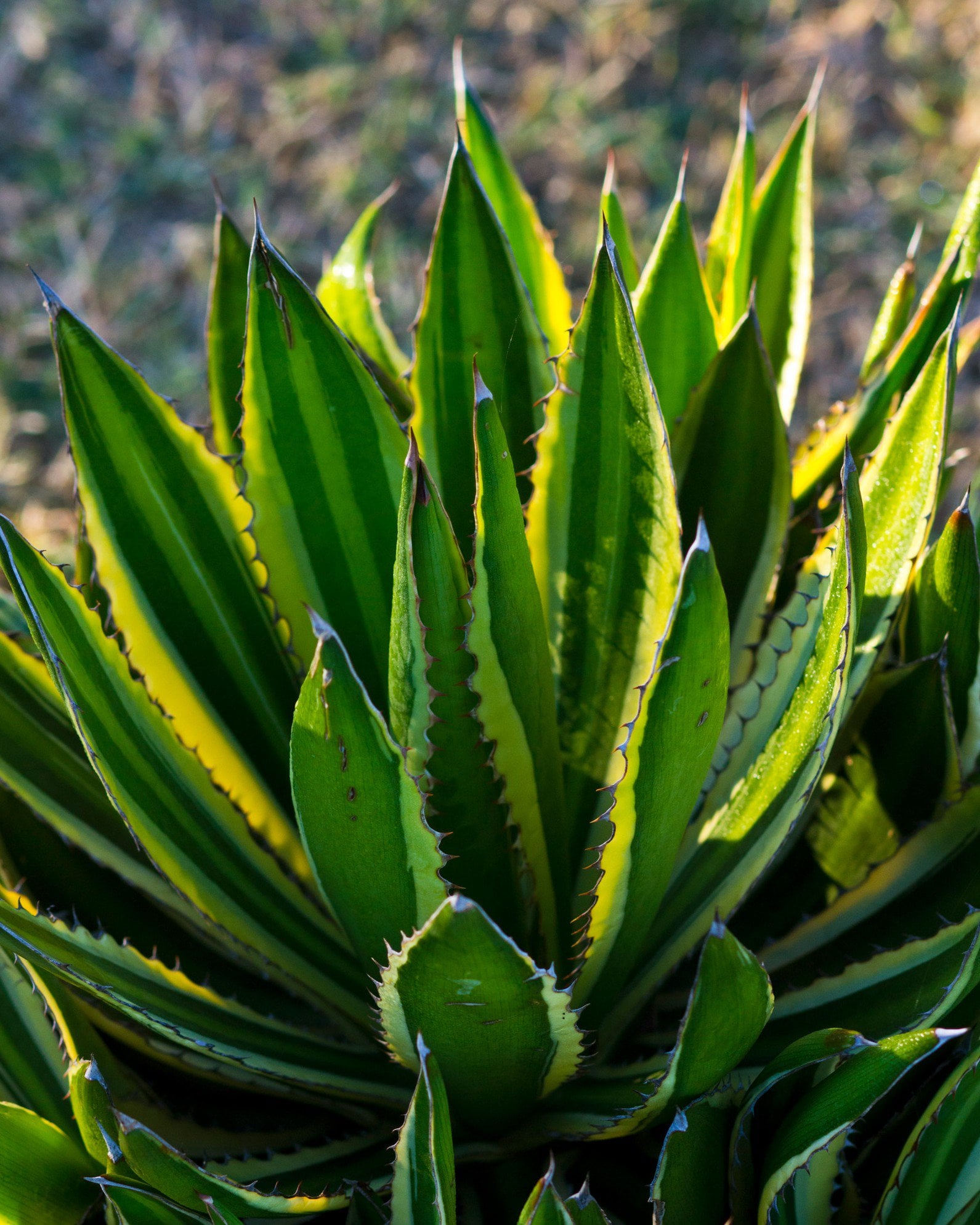 Quadricolor Agave | Order Online | Treeland Nursery