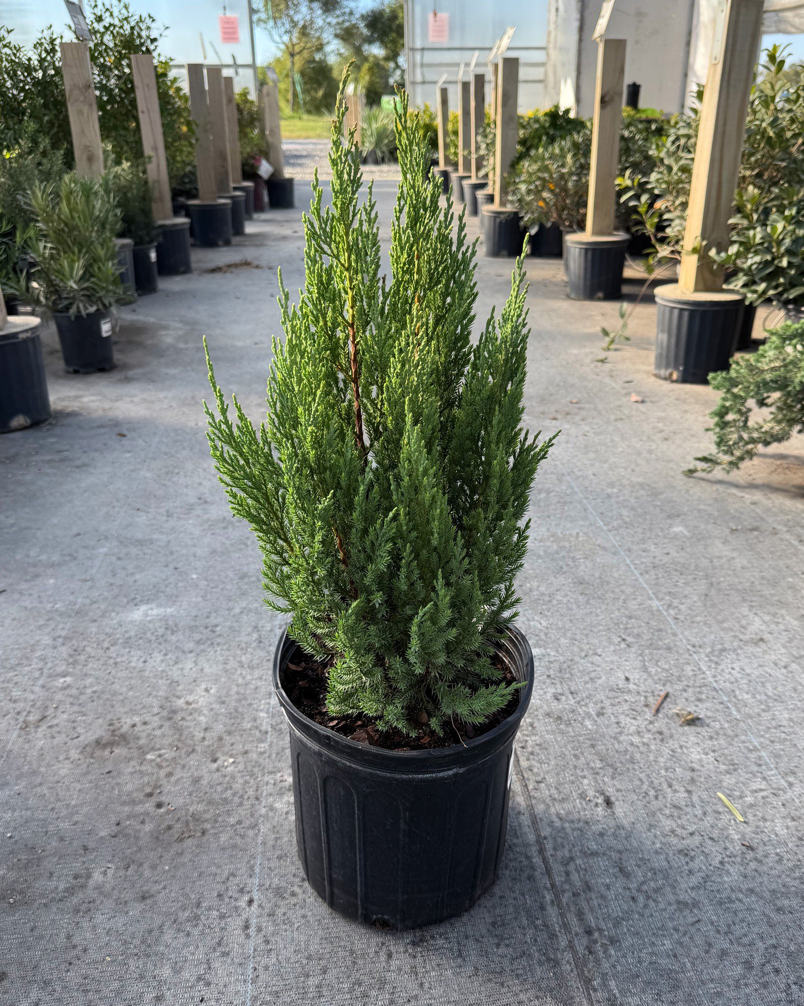 Blue Point External Blue Point Juniper Tree Care