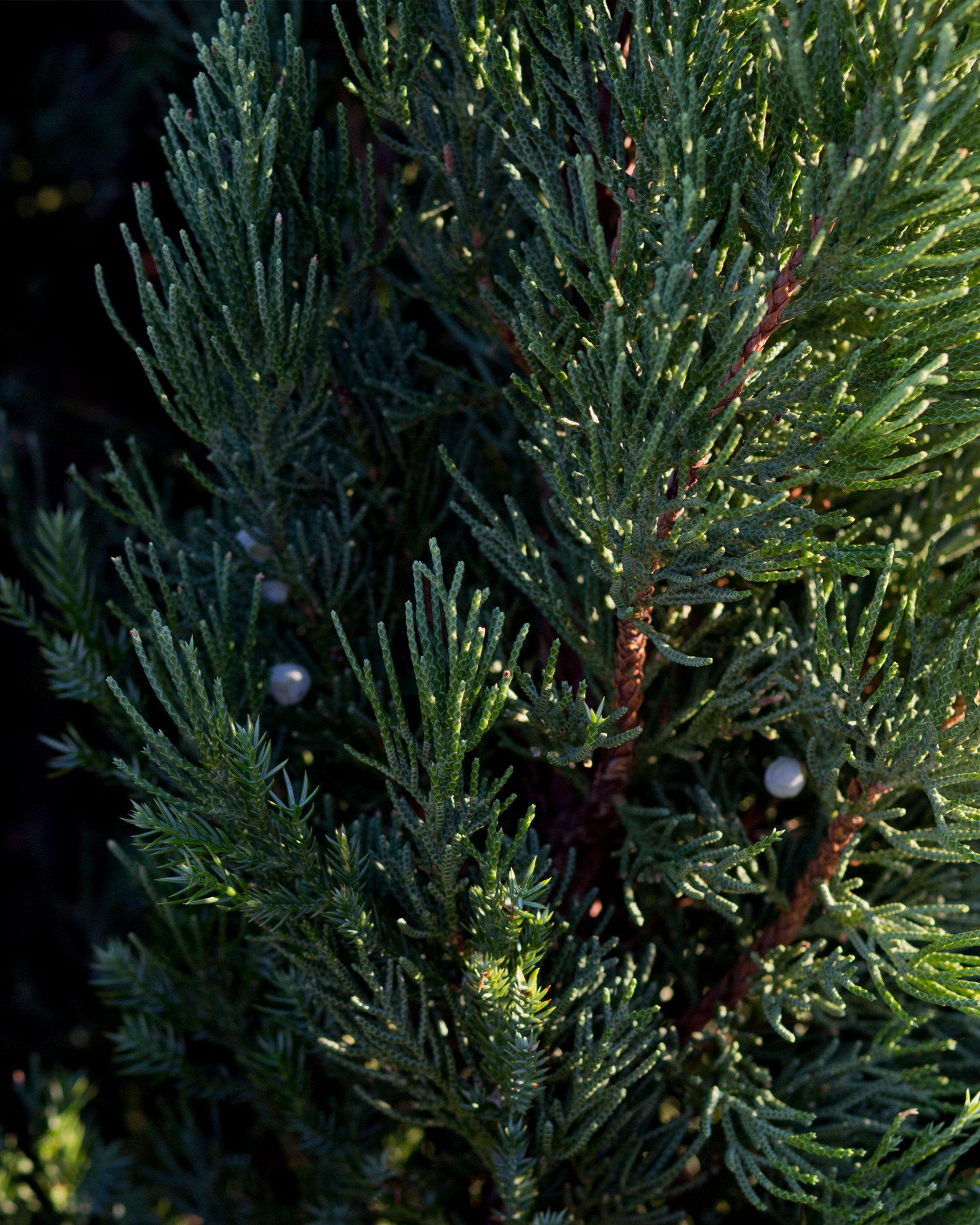 Blue Point External Blue Point Juniper Tree Care