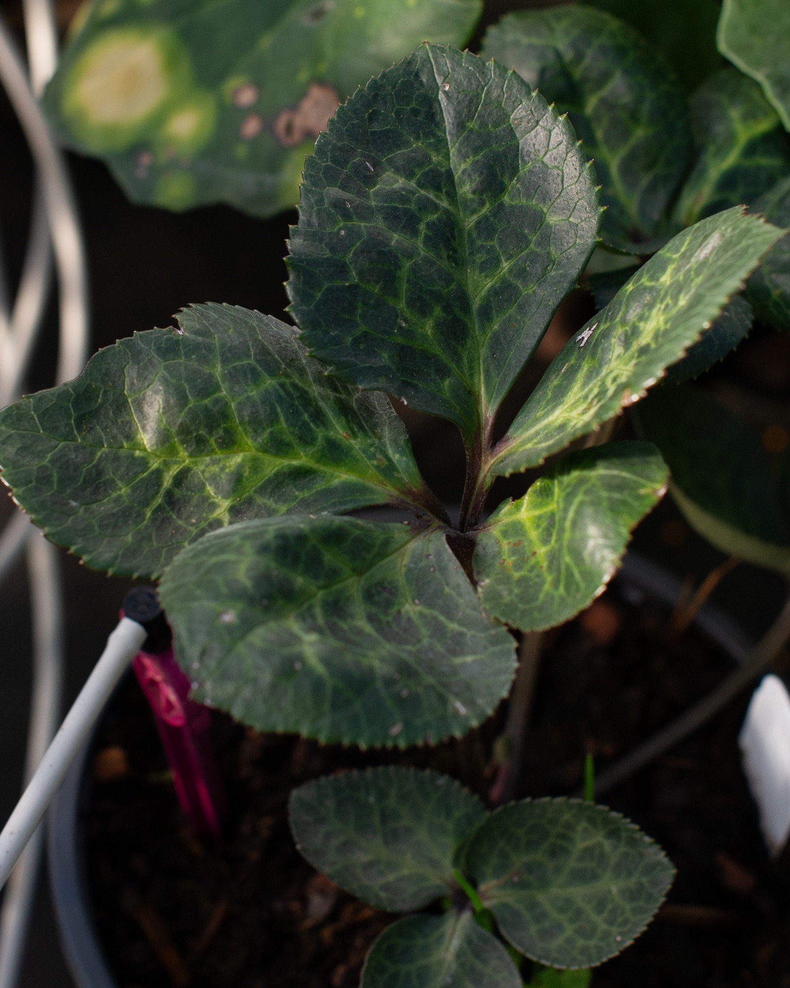 Frostkiss Penny's Pink Helleborus | Order Online | Treeland Nursery