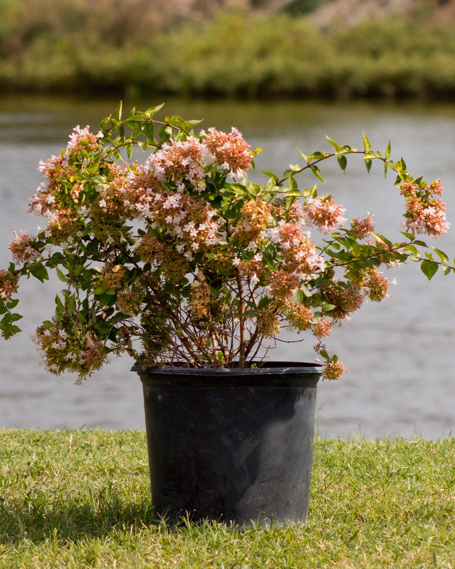abelia edoward goucha ガーデン別注 Edward Goucher Abelia | Order