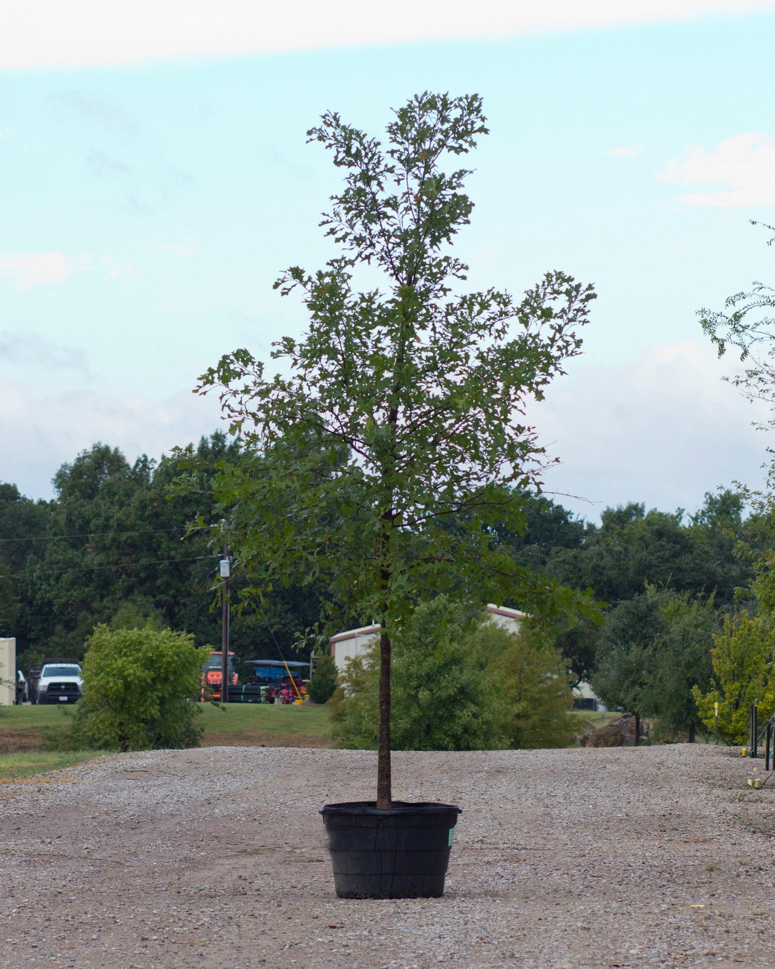 Cedar Elm | Order Online | Treeland Nursery