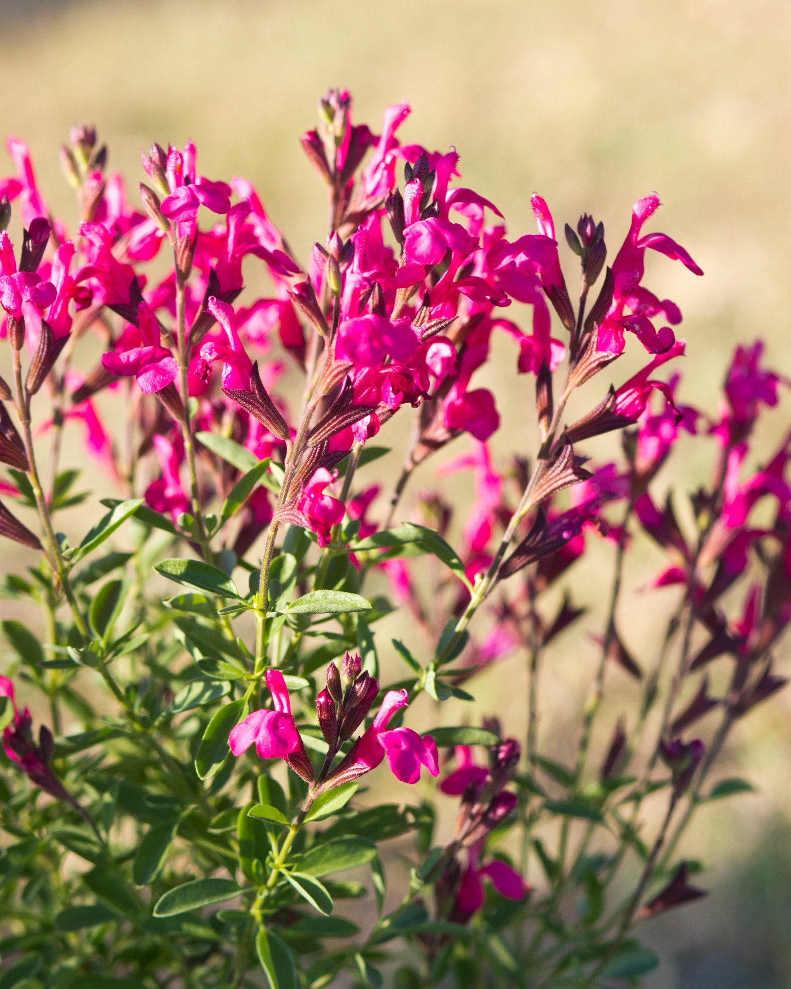 Arctic Blaze Fuchsia Salvia | Order Online | Treeland Nursery