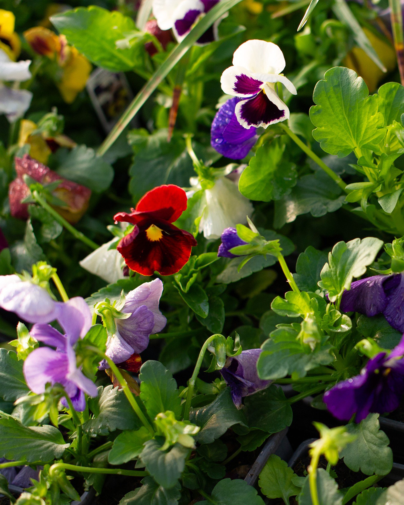 Matrix Blotch Mix Pansy | Order Online | Treeland Nursery