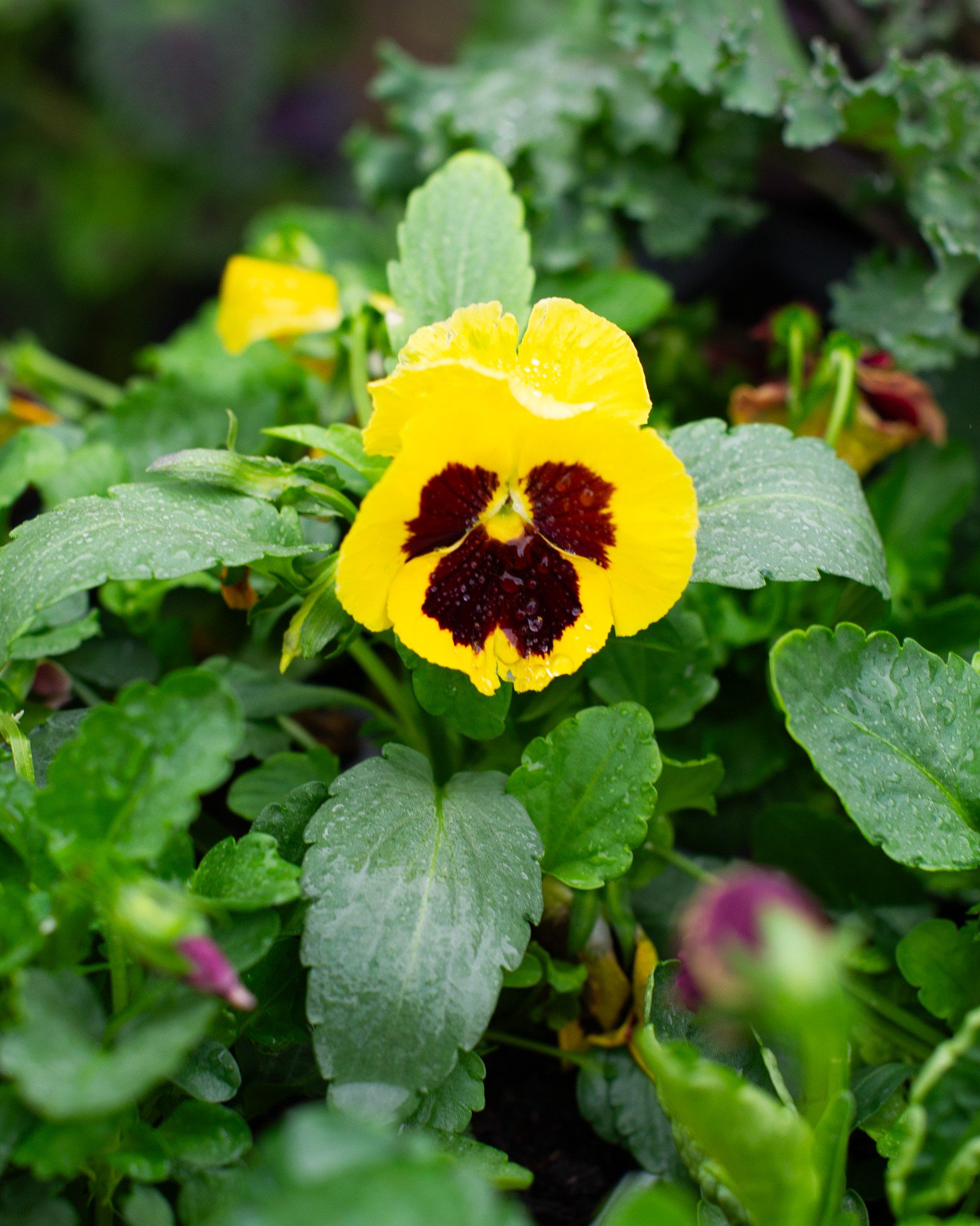 Matrix Blotch Mix Pansy | Order Online | Treeland Nursery