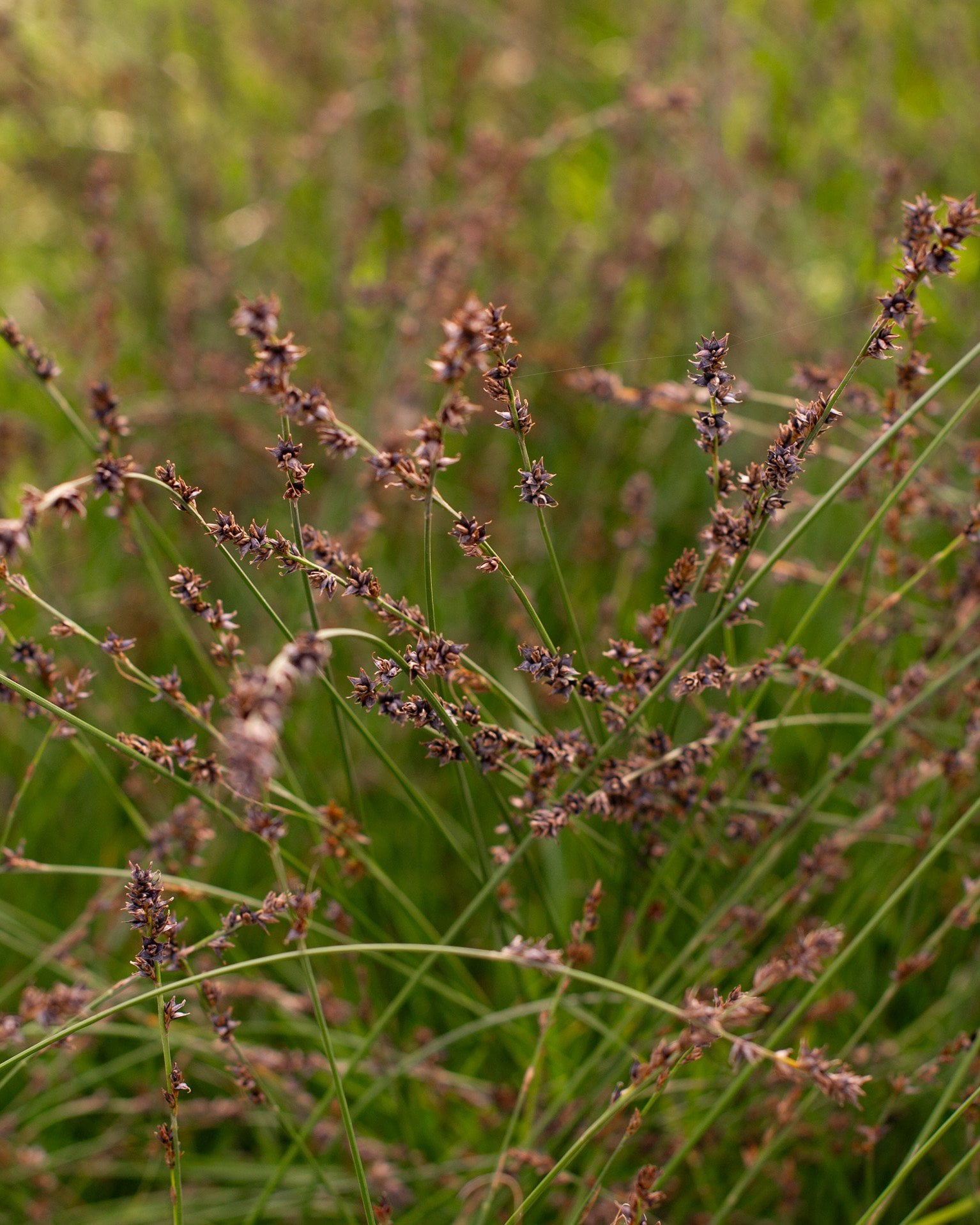 Everest EverColor Carex for Sale | Order Online | Treeland Nursery