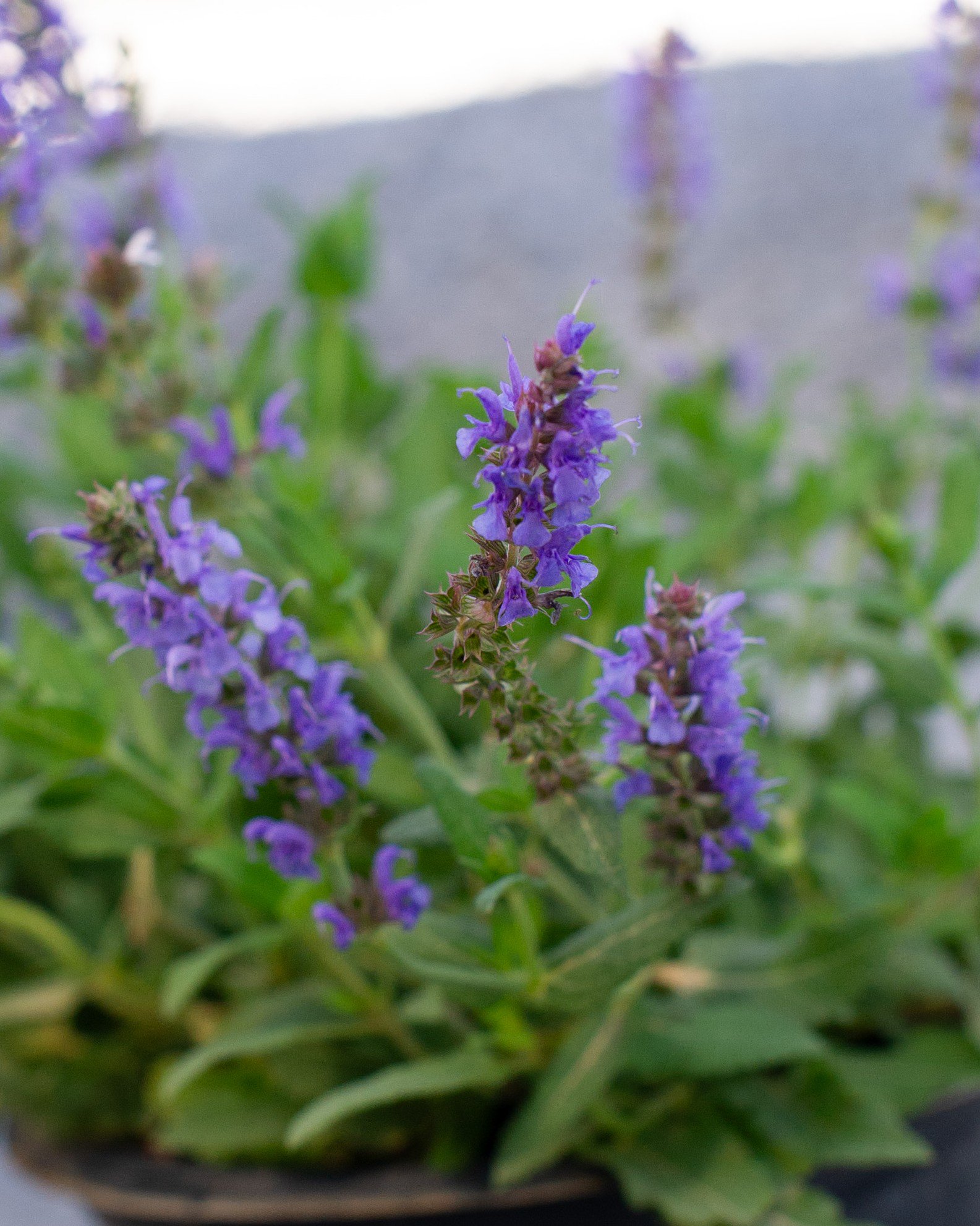 Rockin' Deep Purple Salvia | Order Online | Treeland Nursery
