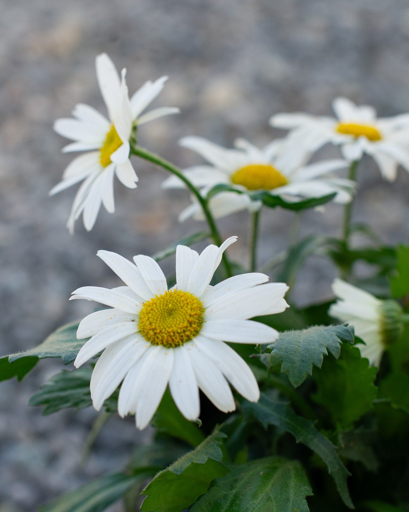 White Lion Shasta Daisy | Order Online | Treeland Nursery