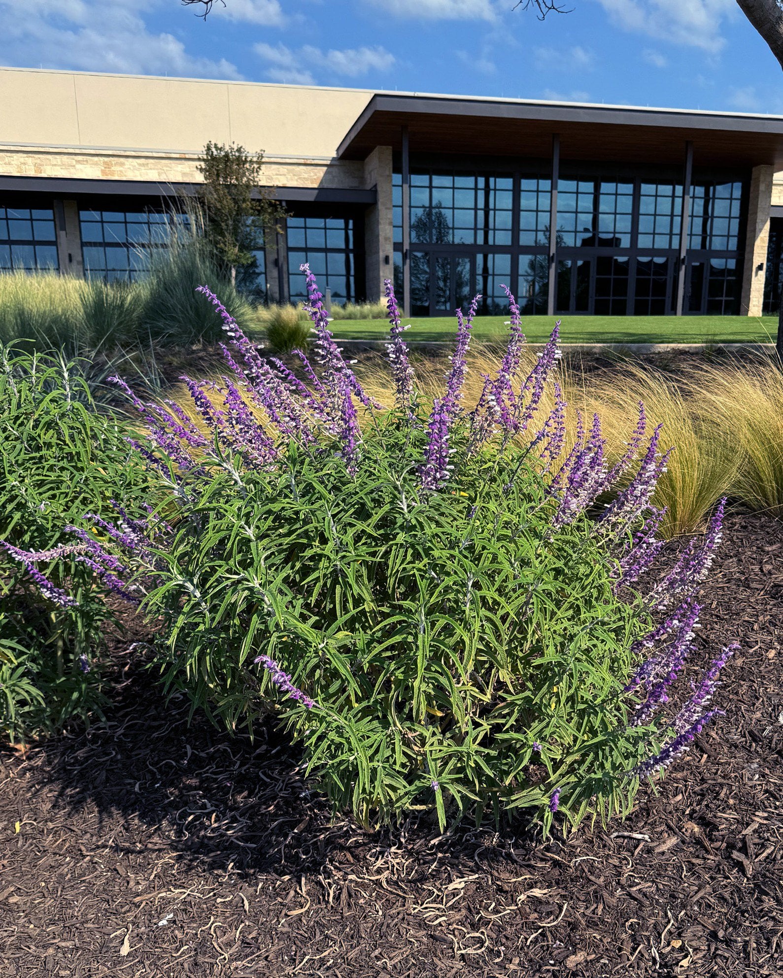 Six Hills Giant Catmint | Order Online | Treeland Nursery