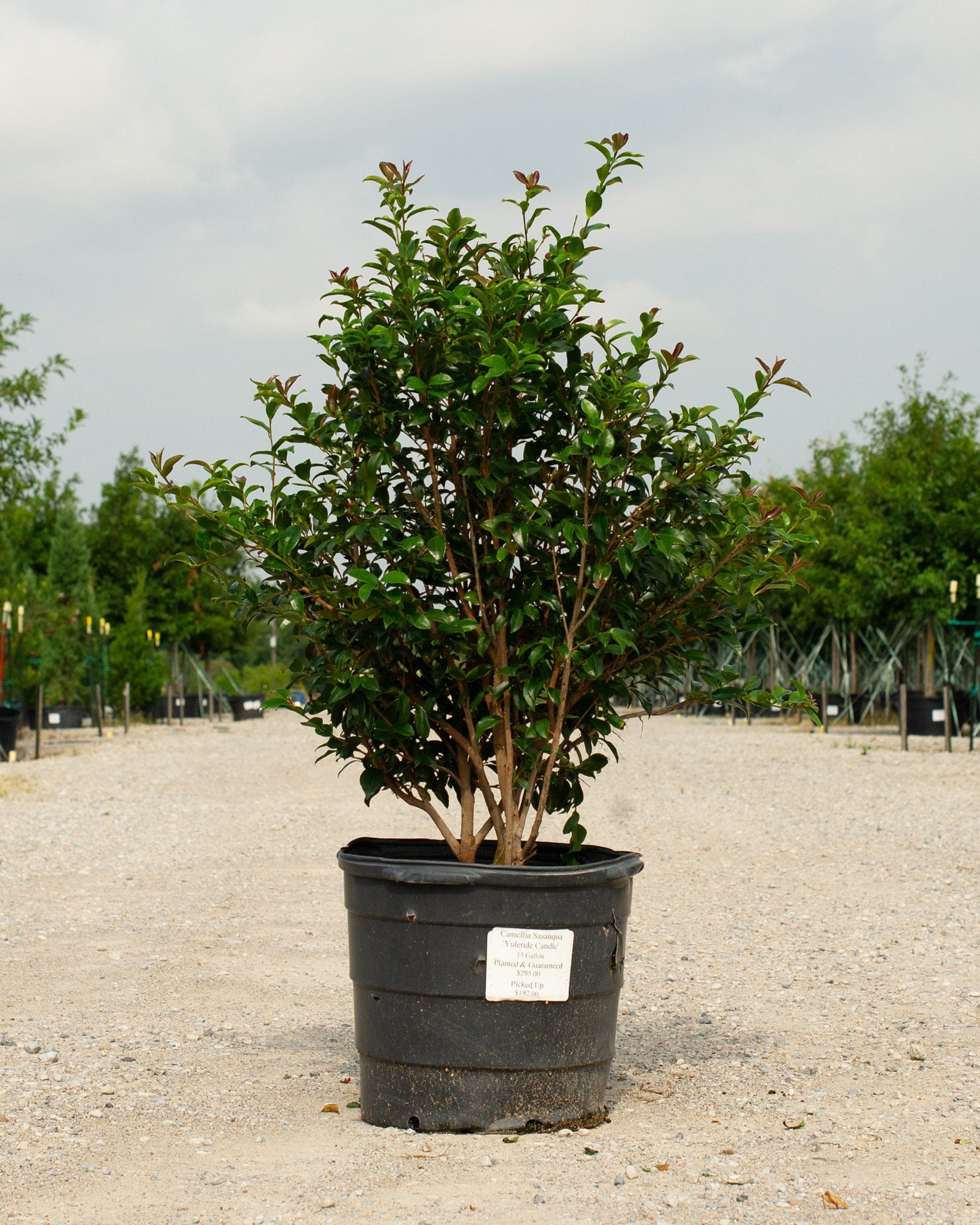 Yuletide Candle Camellia | Order Online | Treeland Nursery