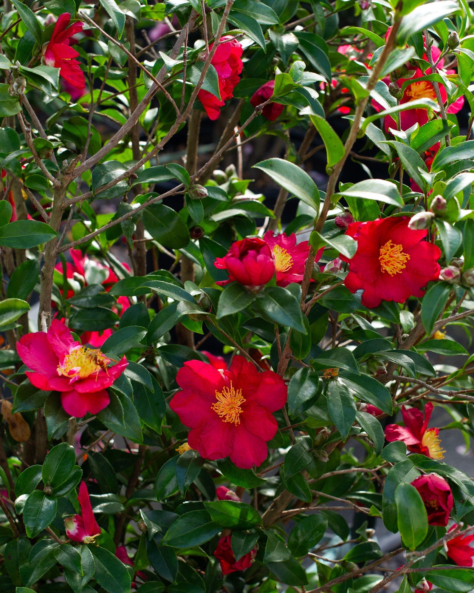 Yuletide Candle Camellia | Order Online | Treeland Nursery